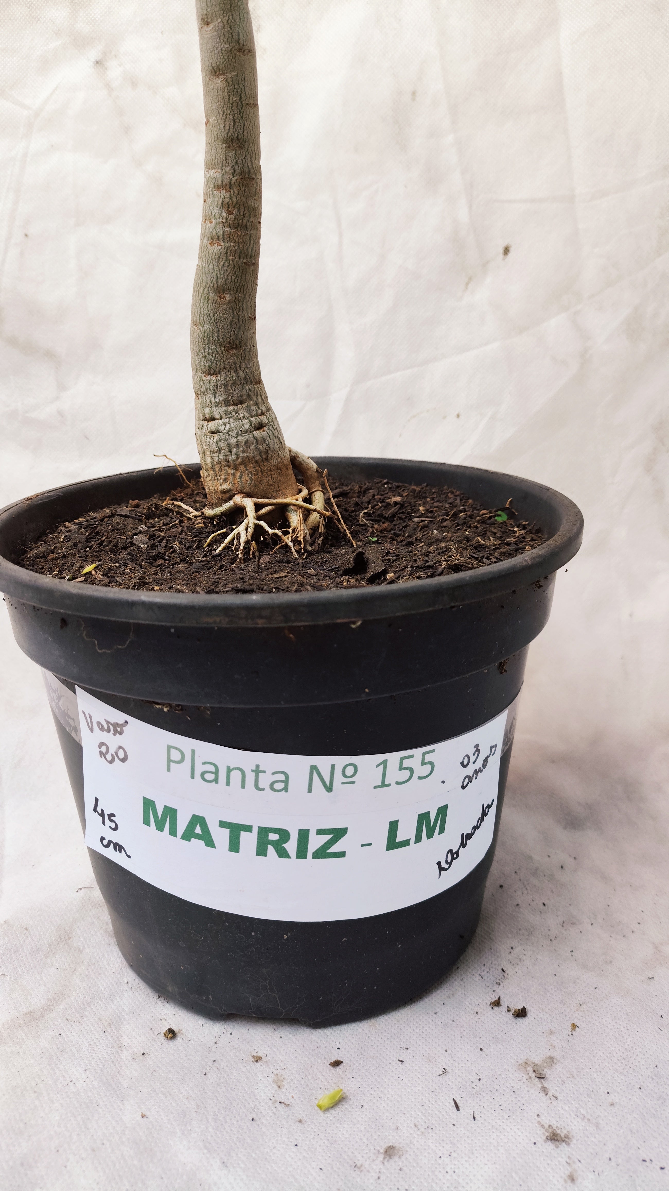 MATRIZ Planta Dobrada 155 – 45cm – 03 anos - Vaso 20