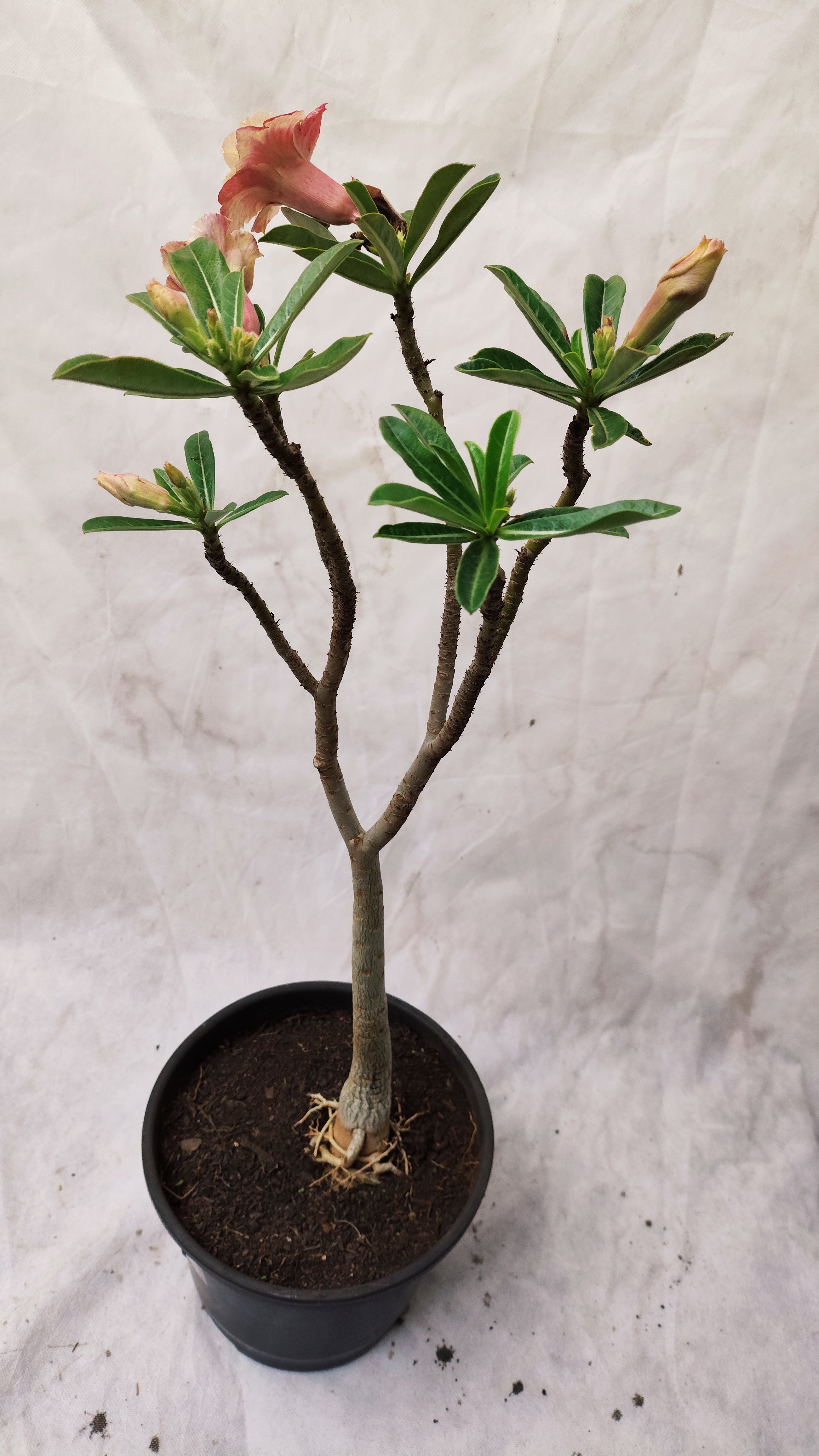 MATRIZ Planta Dobrada 155 – 45cm – 03 anos - Vaso 20