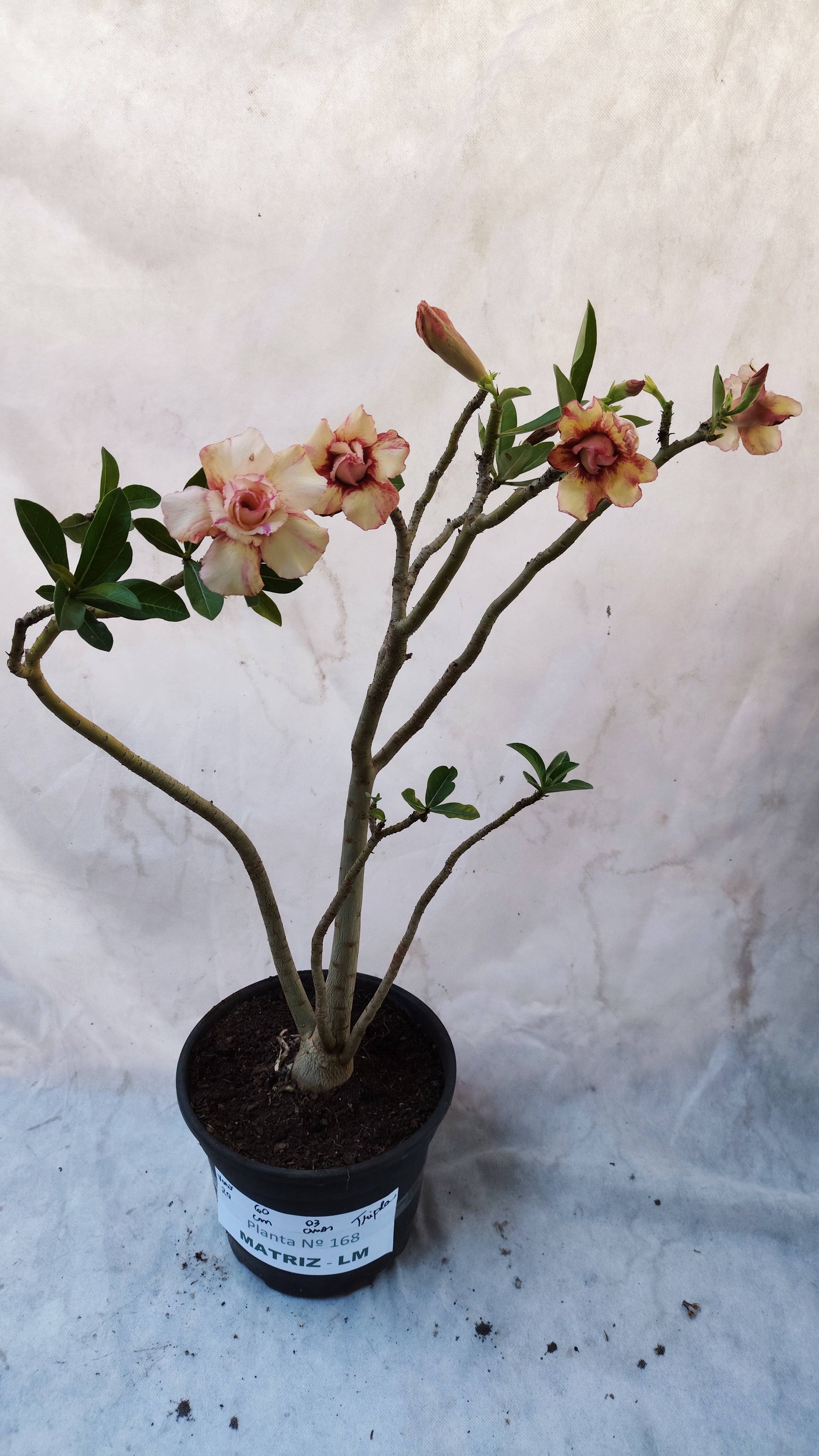 MATRIZ Planta Dobrada 168 – 60cm – 03 anos - Vaso 20