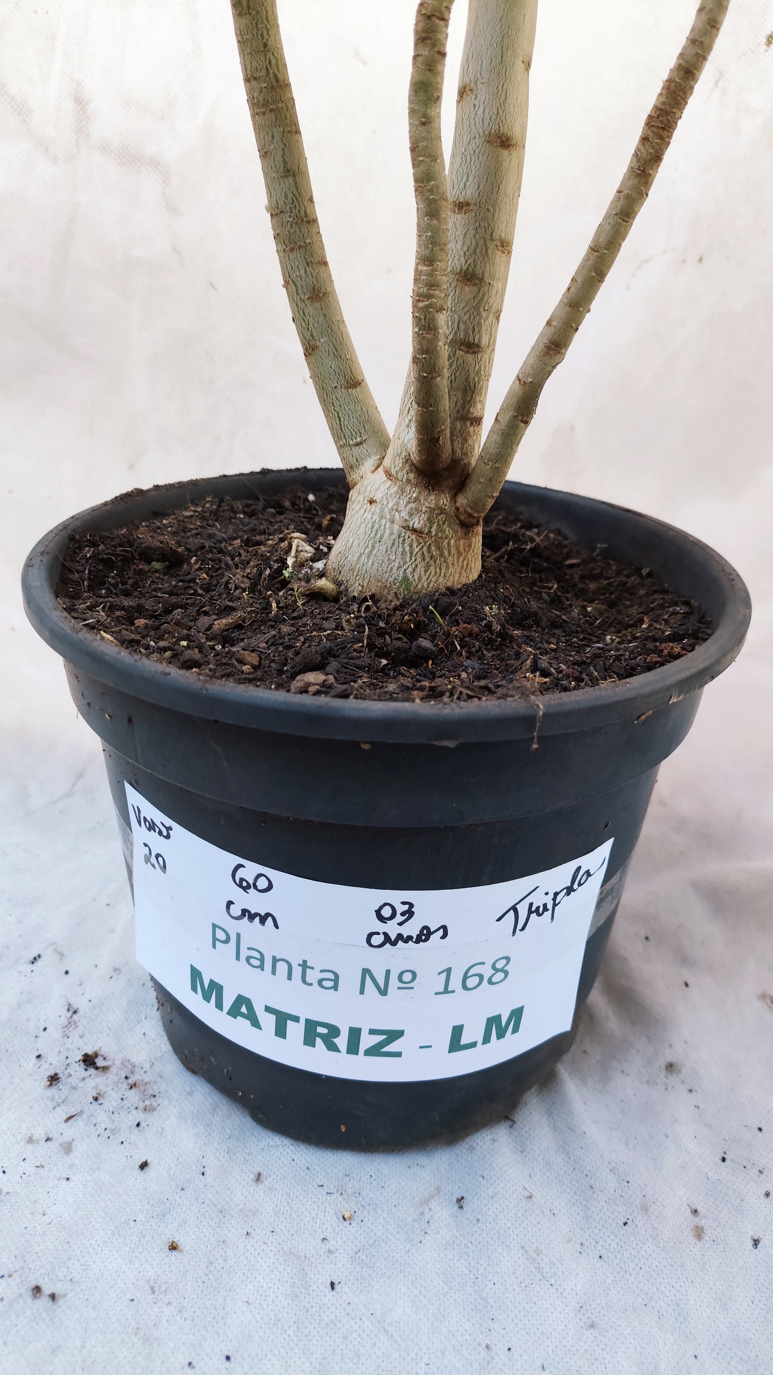 MATRIZ Planta Dobrada 168 – 60cm – 03 anos - Vaso 20