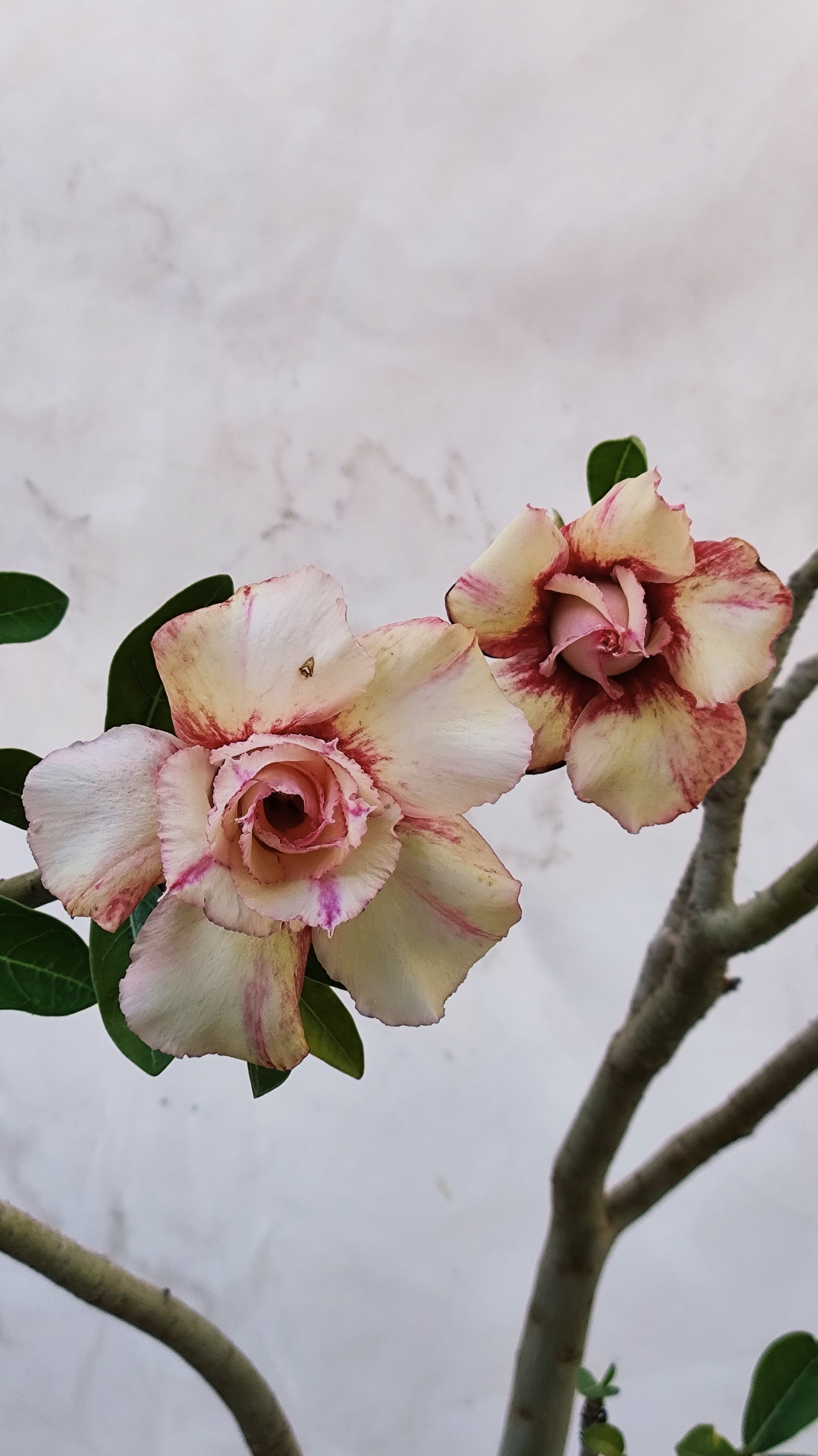 MATRIZ Planta Dobrada 168 – 60cm – 03 anos - Vaso 20