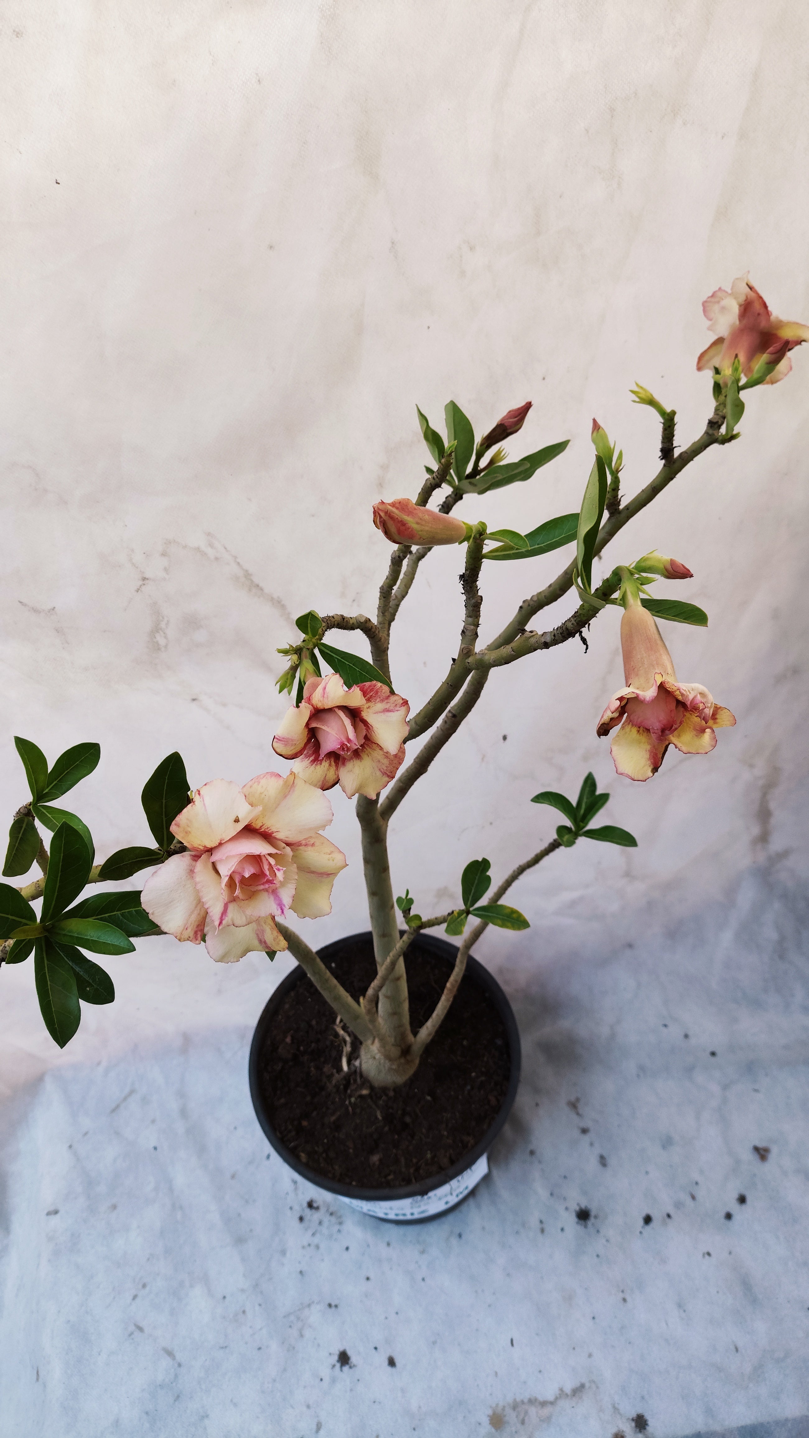 MATRIZ Planta Dobrada 168 – 60cm – 03 anos - Vaso 20