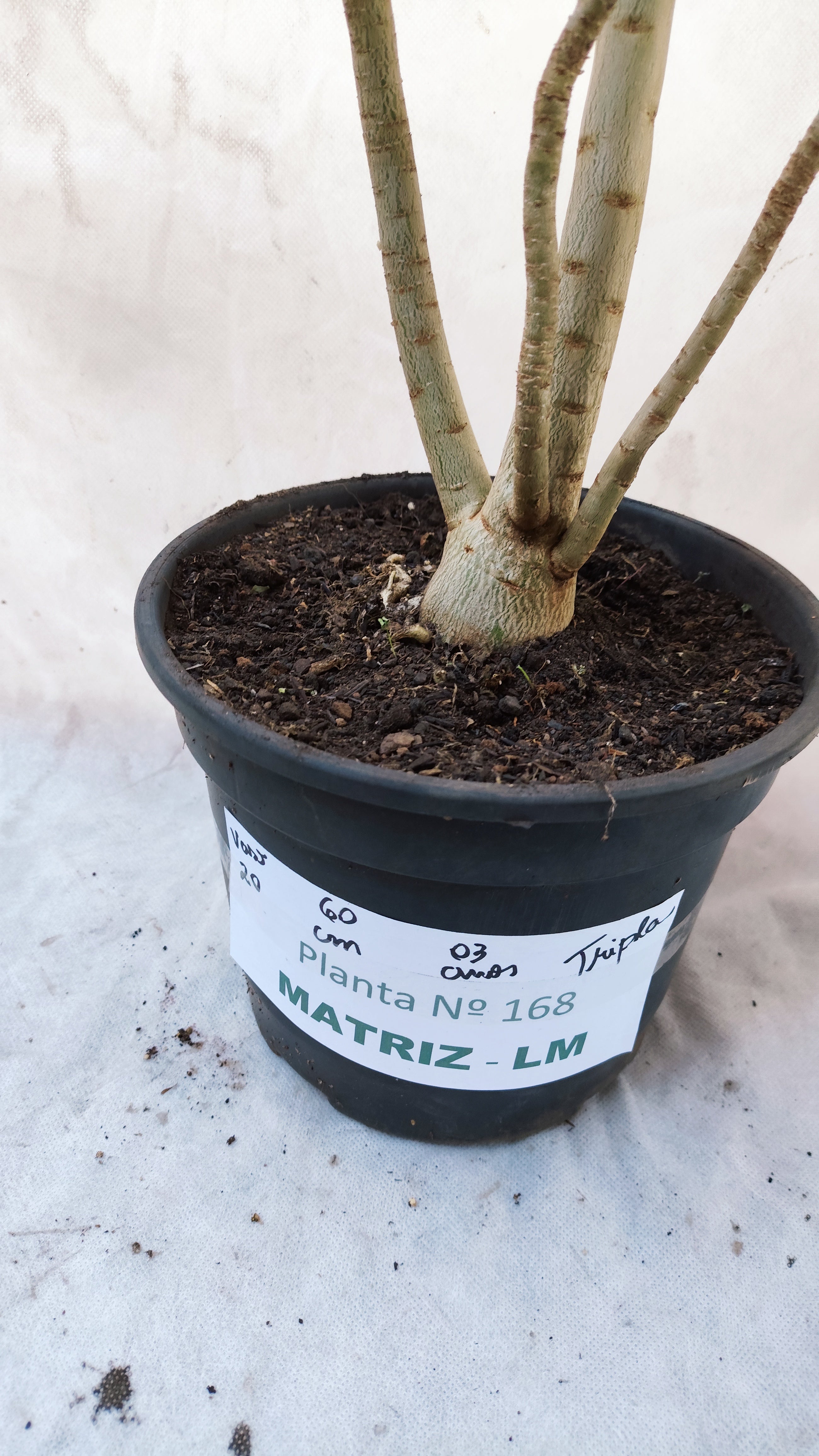 MATRIZ Planta Dobrada 168 – 60cm – 03 anos - Vaso 20