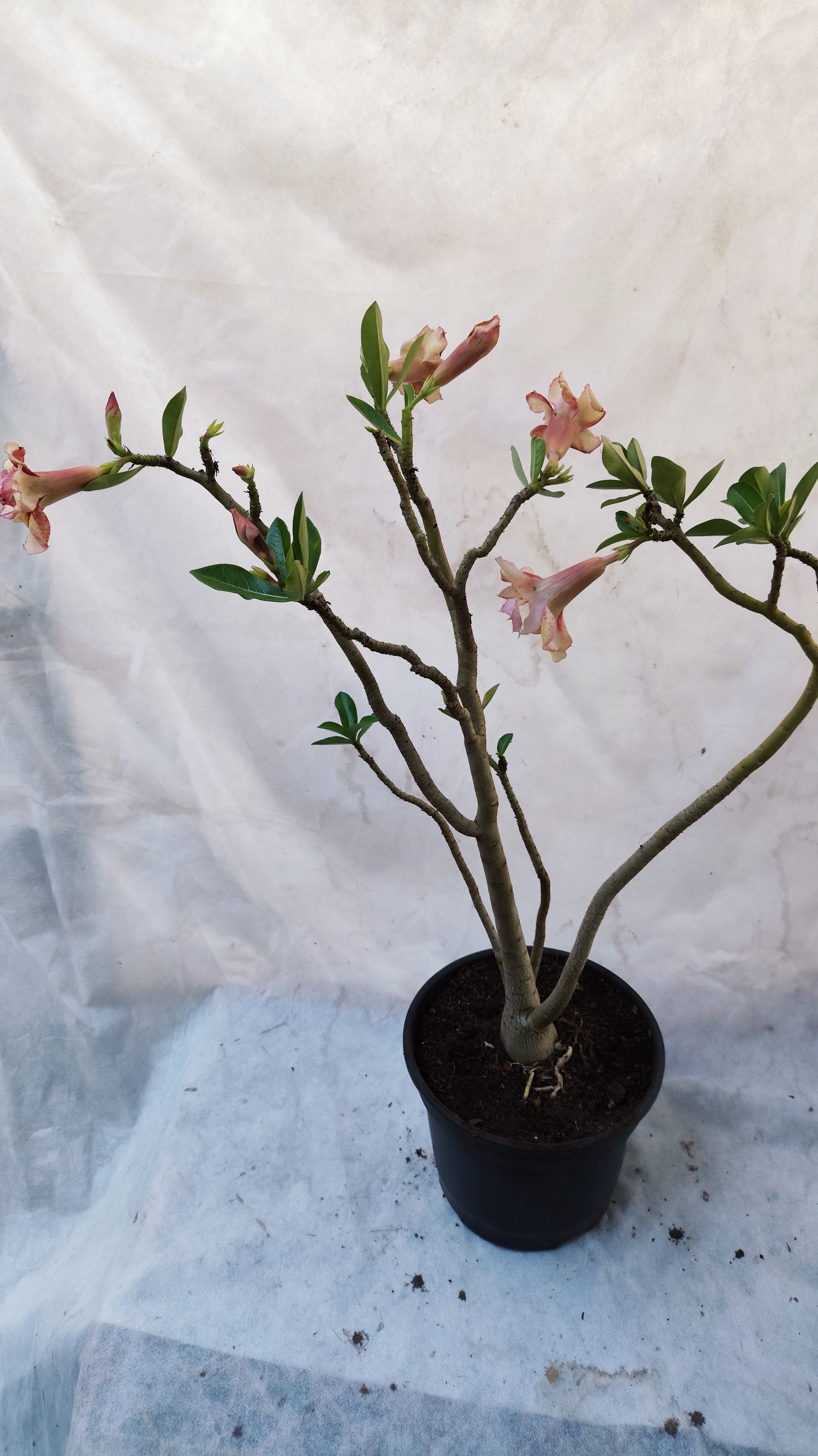 MATRIZ Planta Dobrada 168 – 60cm – 03 anos - Vaso 20