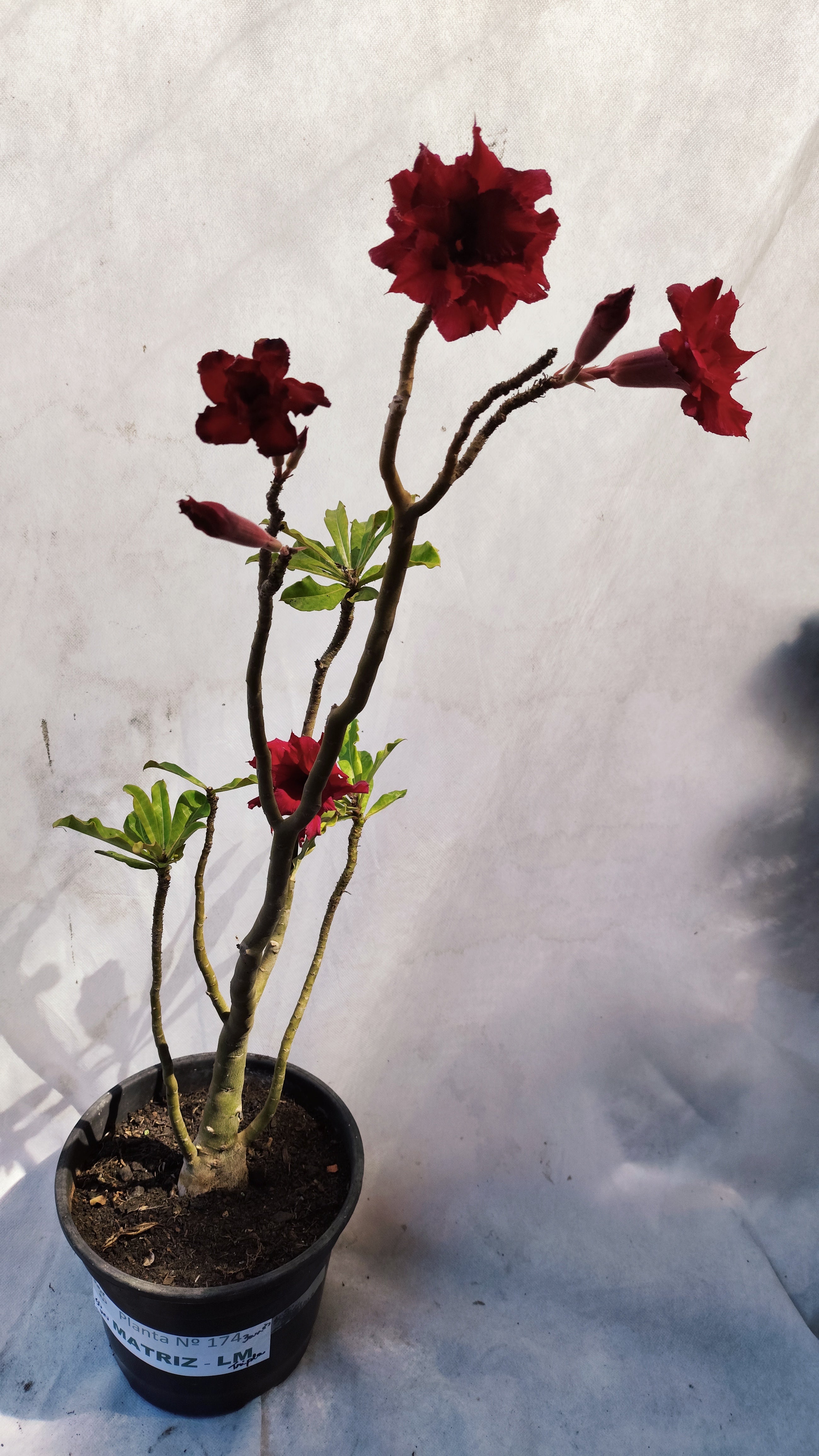 MATRIZ Planta Dobrada 174 – 50cm – 03 anos - Vaso 20