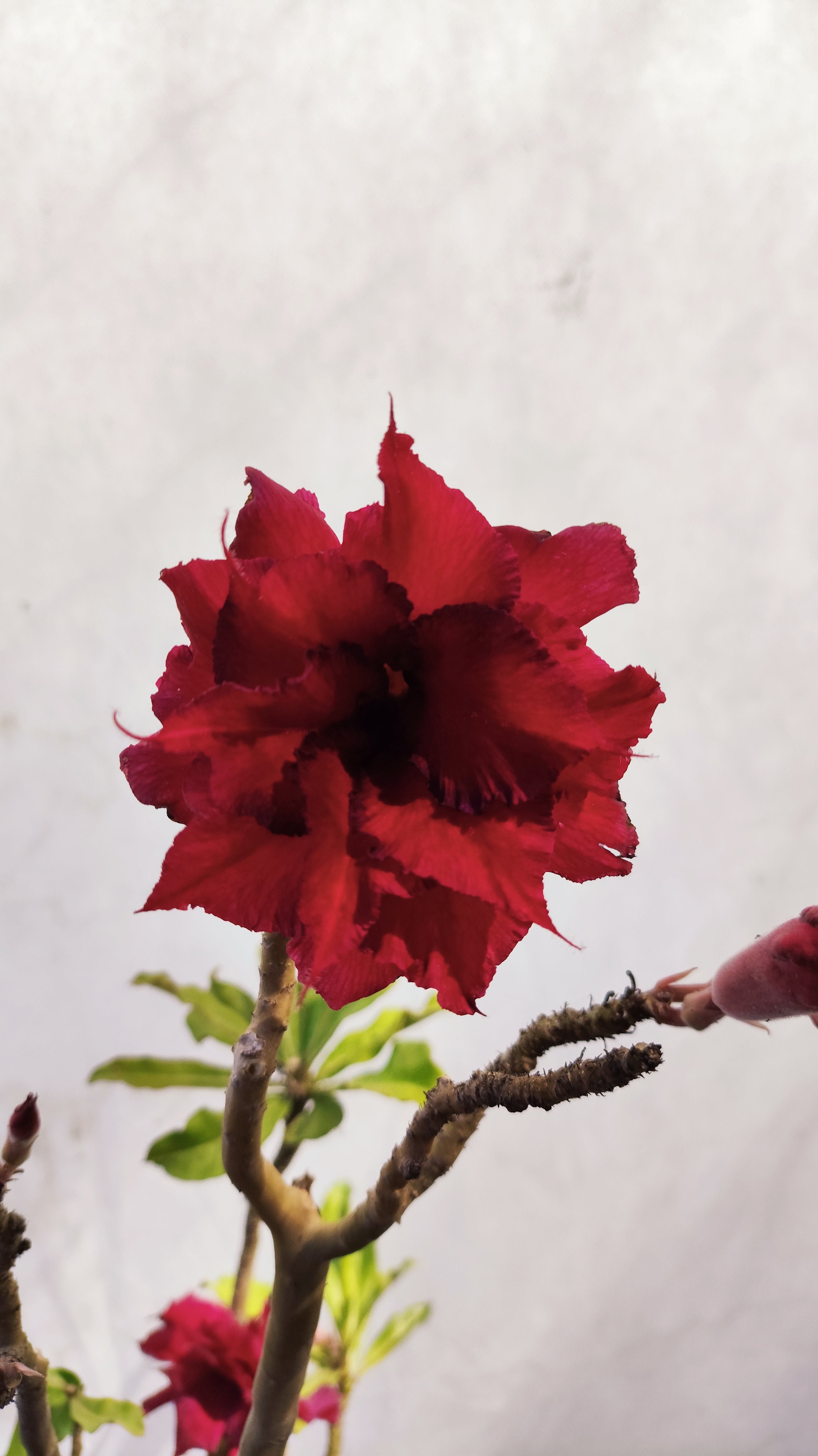 MATRIZ Planta Dobrada 174 – 50cm – 03 anos - Vaso 20