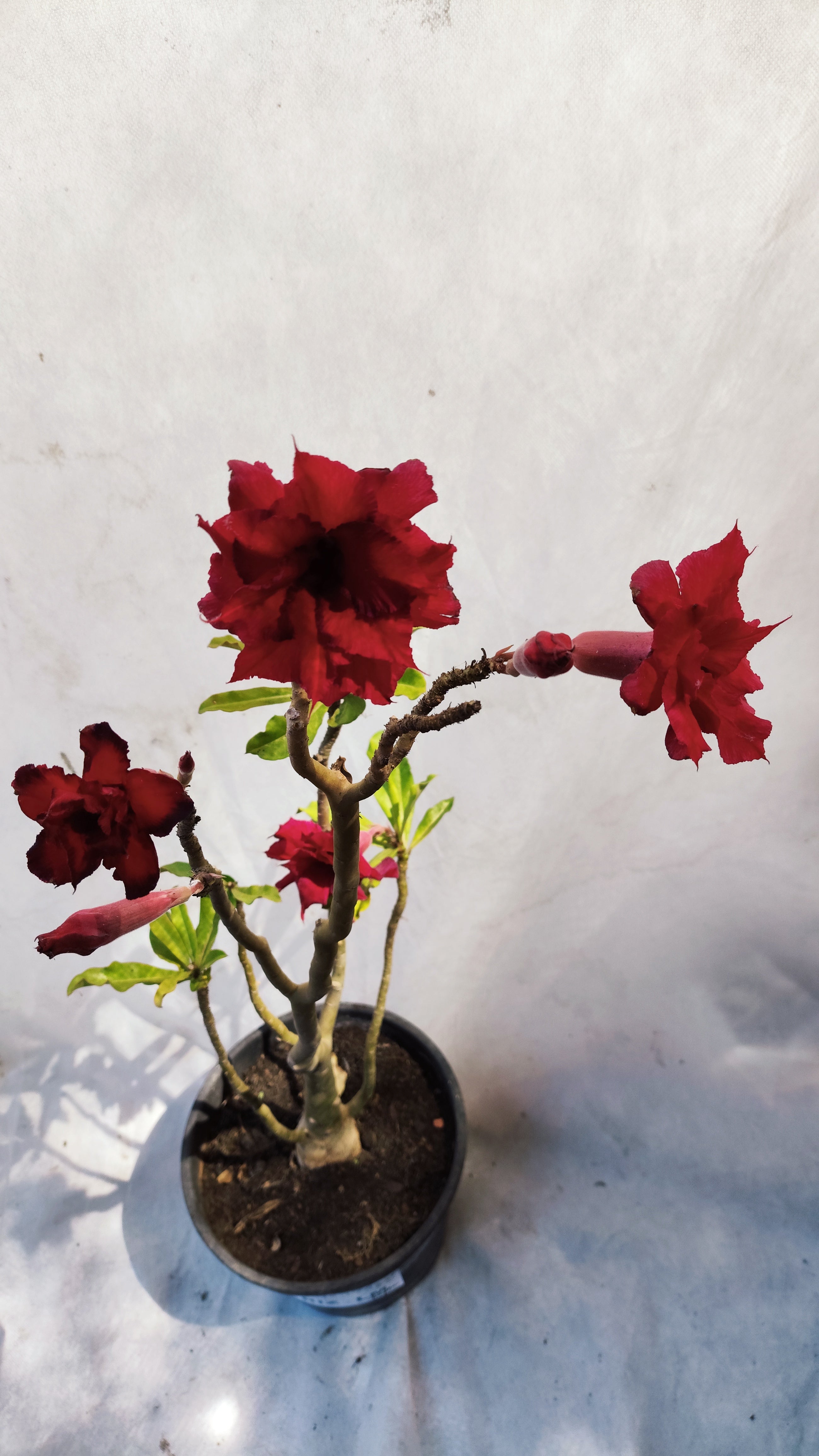 MATRIZ Planta Dobrada 174 – 50cm – 03 anos - Vaso 20