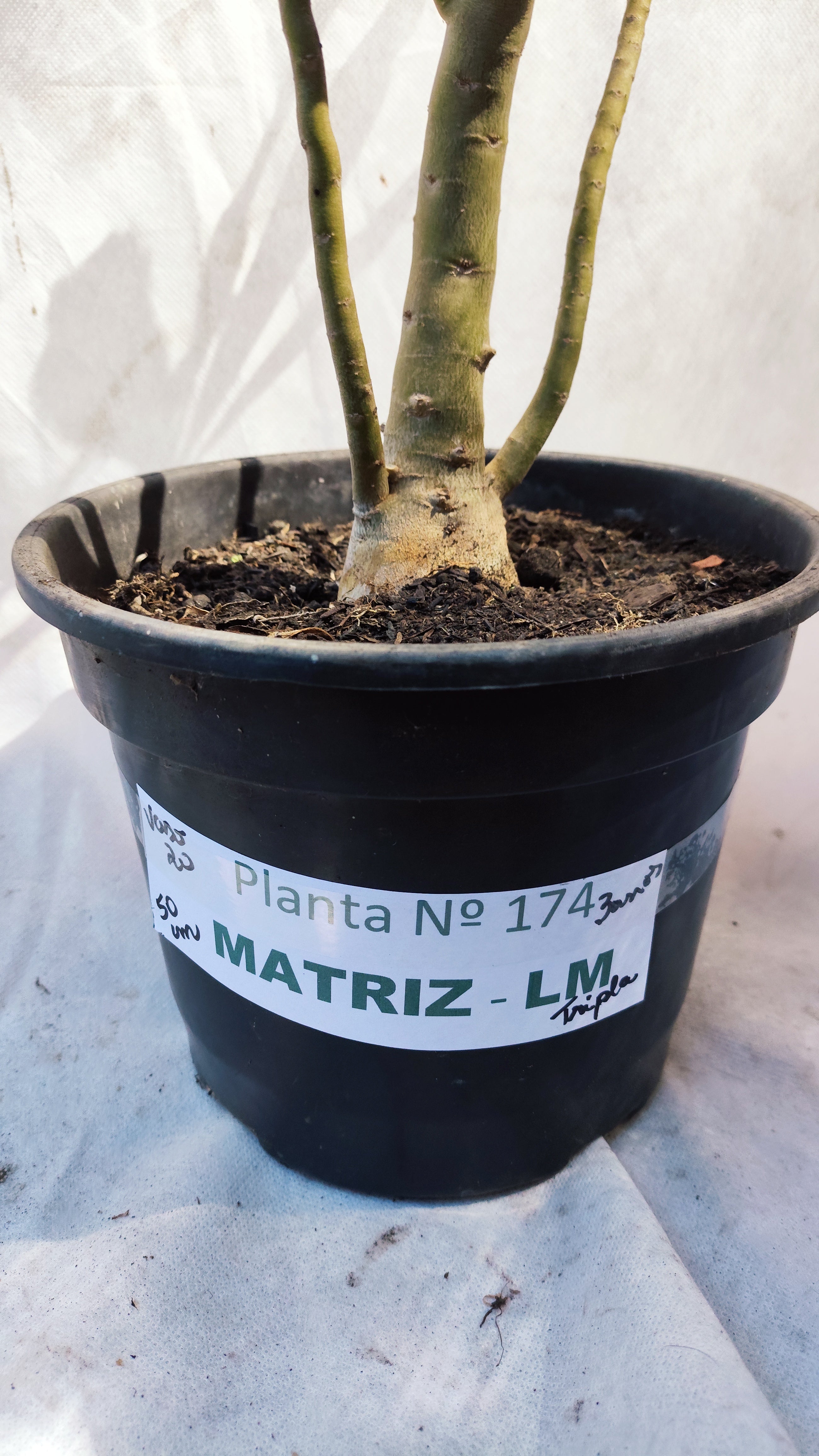 MATRIZ Planta Dobrada 174 – 50cm – 03 anos - Vaso 20
