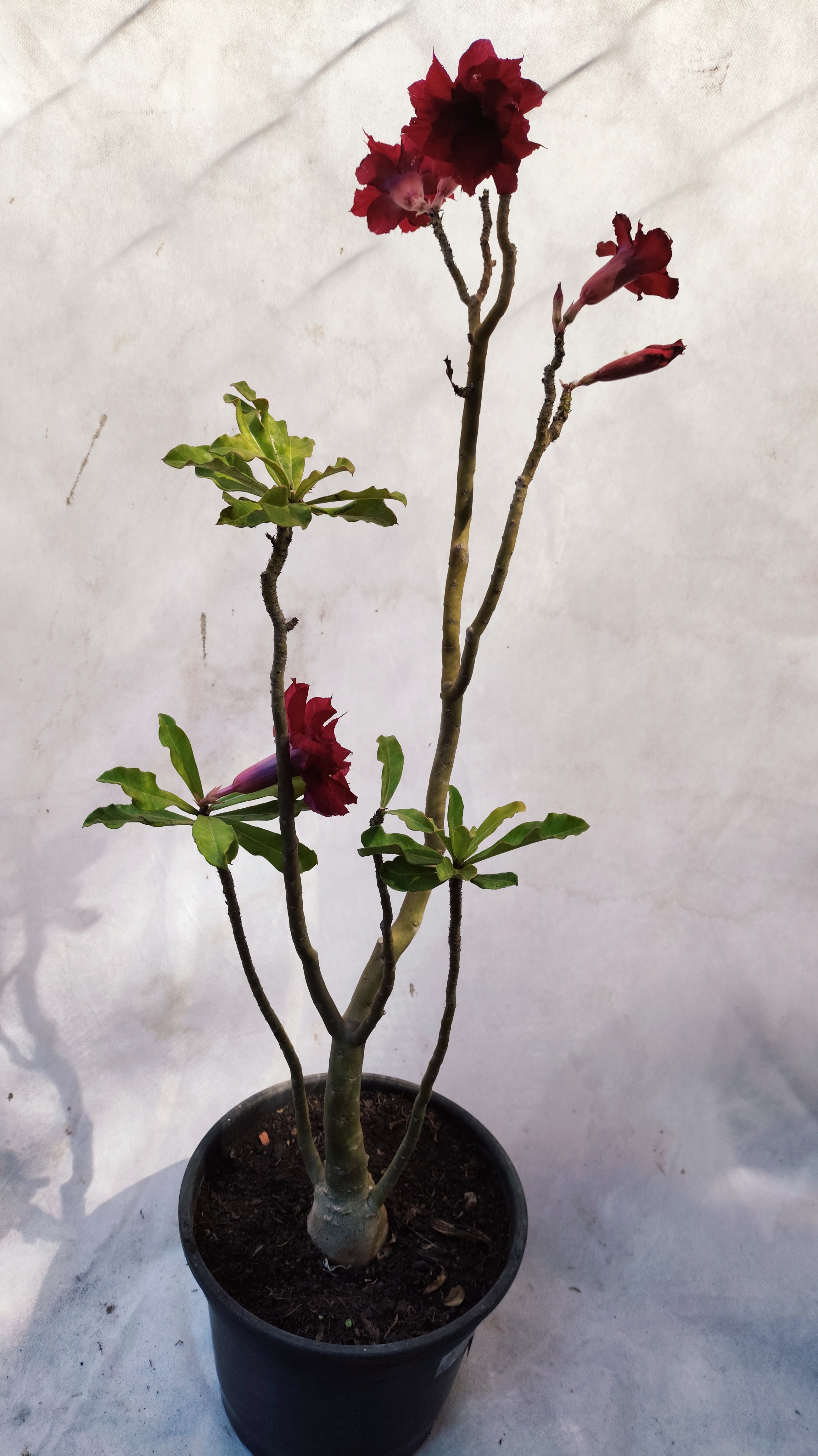 MATRIZ Planta Dobrada 174 – 50cm – 03 anos - Vaso 20