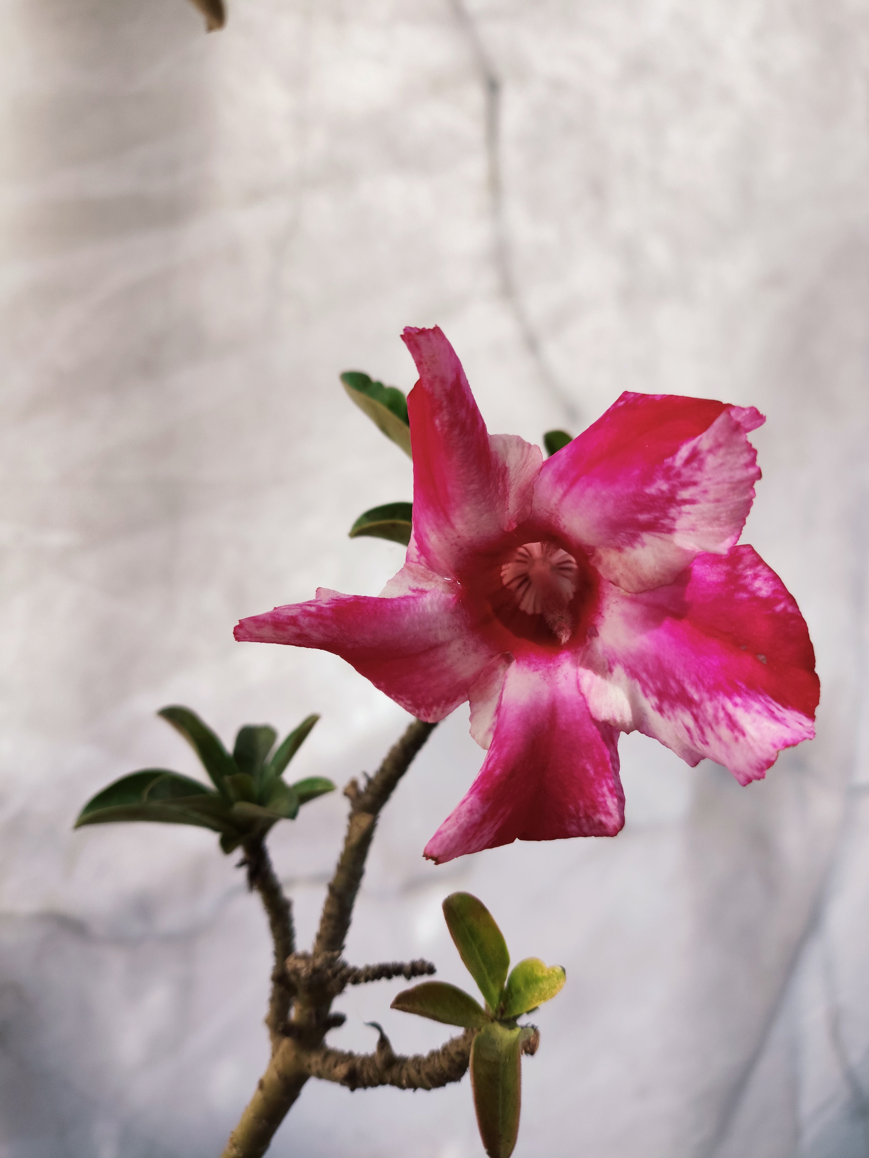 MATRIZ Planta Simples 55 – 75cm – 06 anos