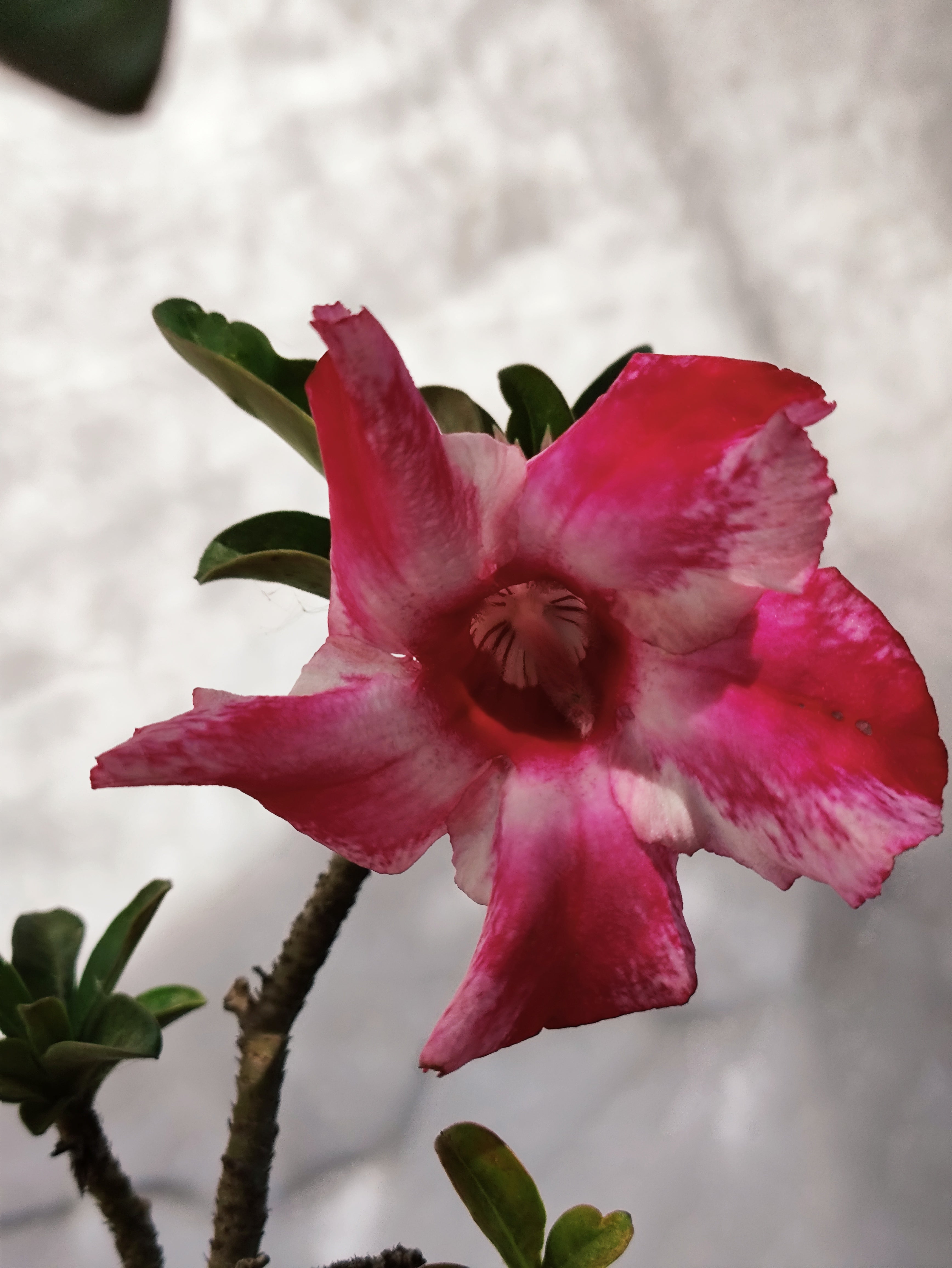 MATRIZ Planta Simples 55 – 75cm – 06 anos