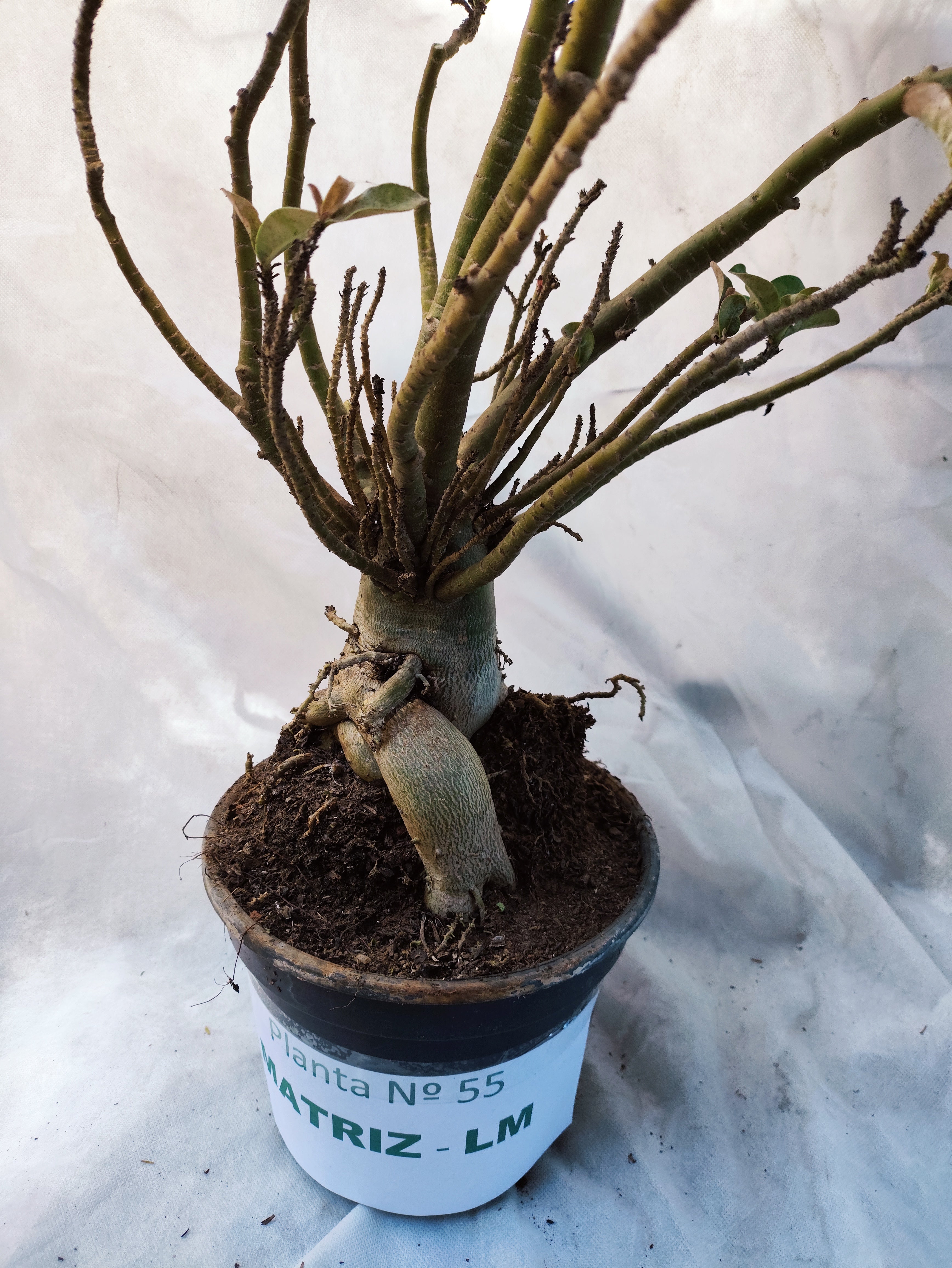 MATRIZ Planta Simples 55 – 75cm – 06 anos