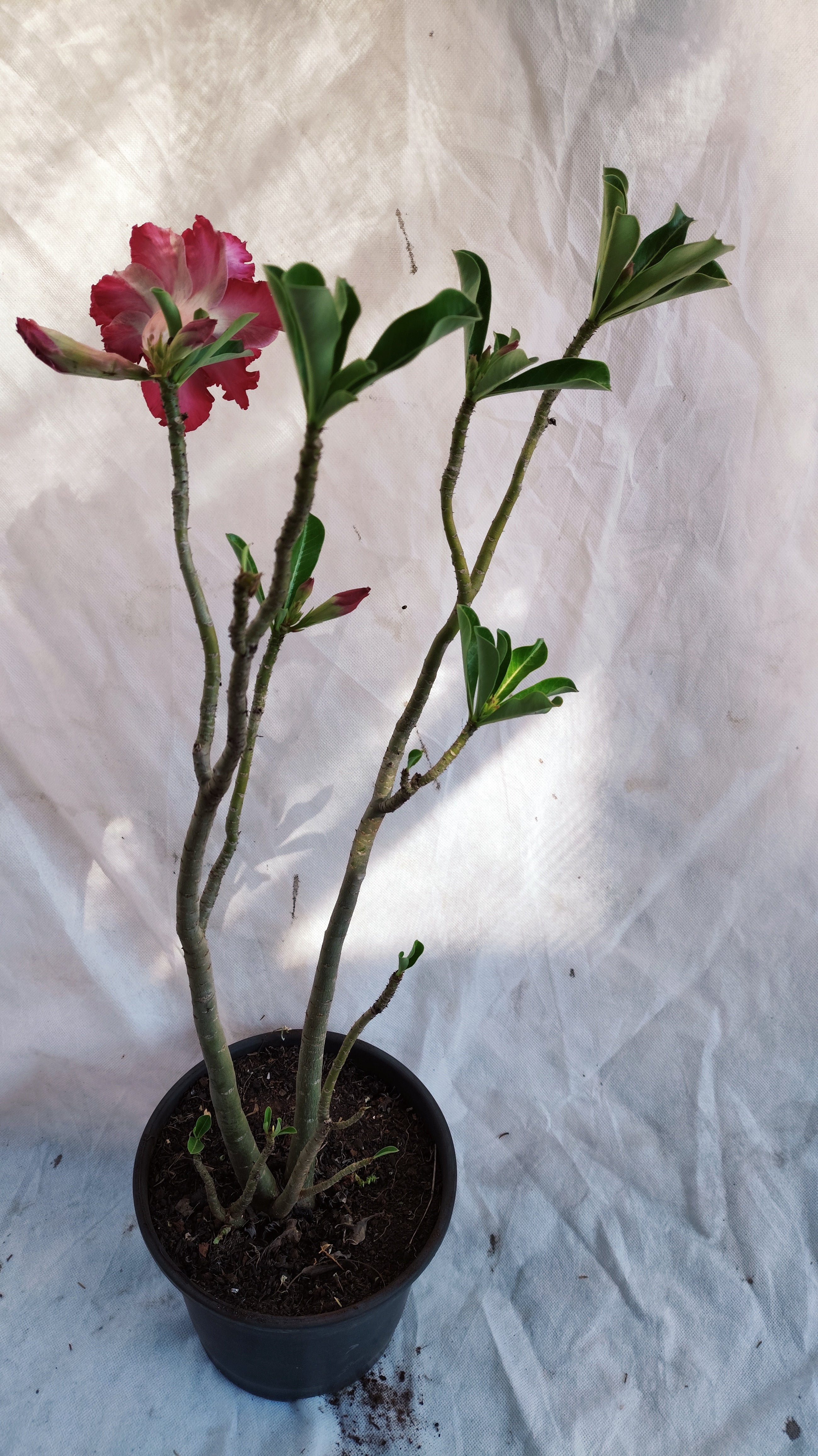 MATRIZ Planta Simples 230 – 45cm – 04 anos