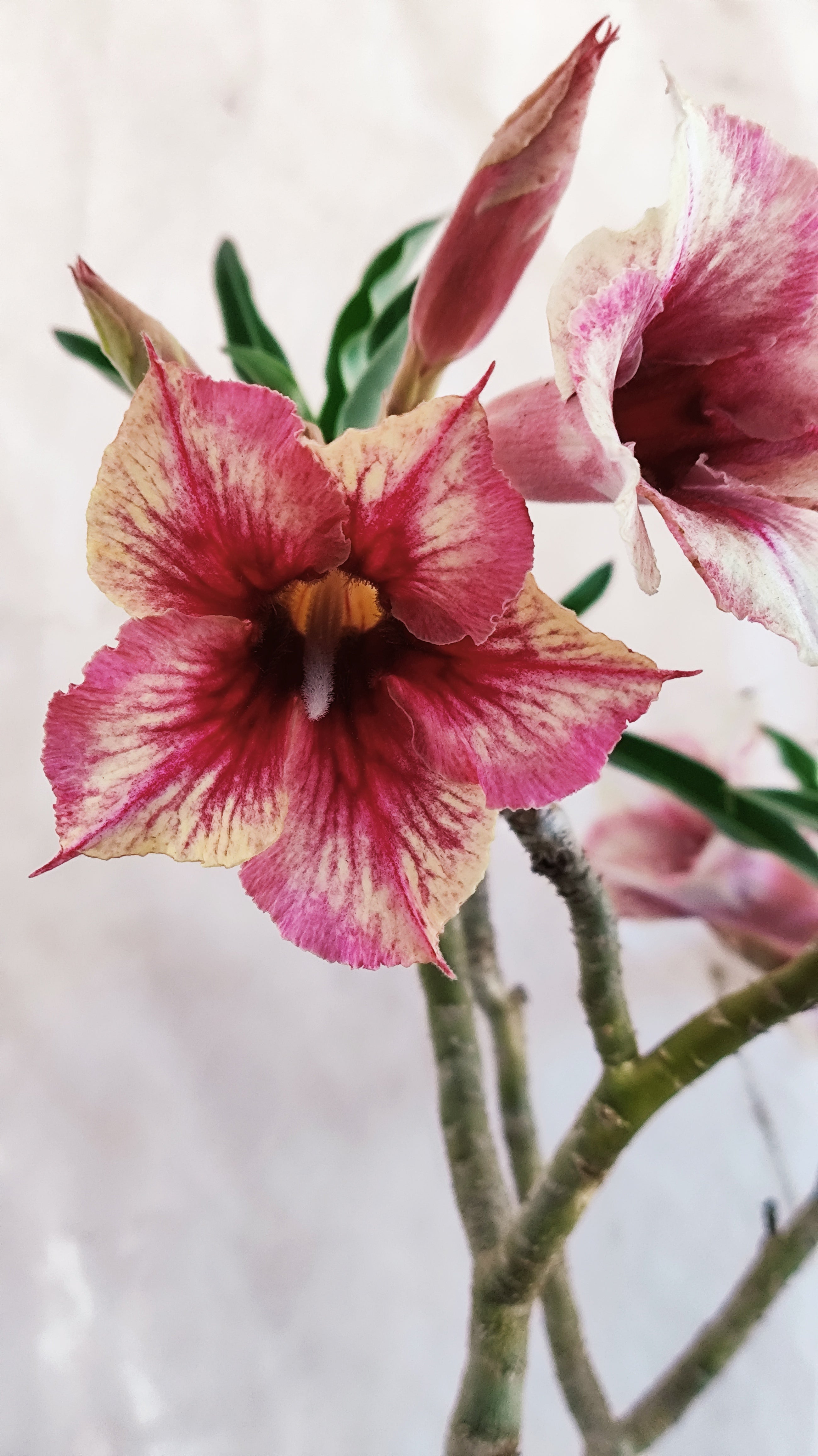 MATRIZ Planta Simples 230 – 45cm – 04 anos