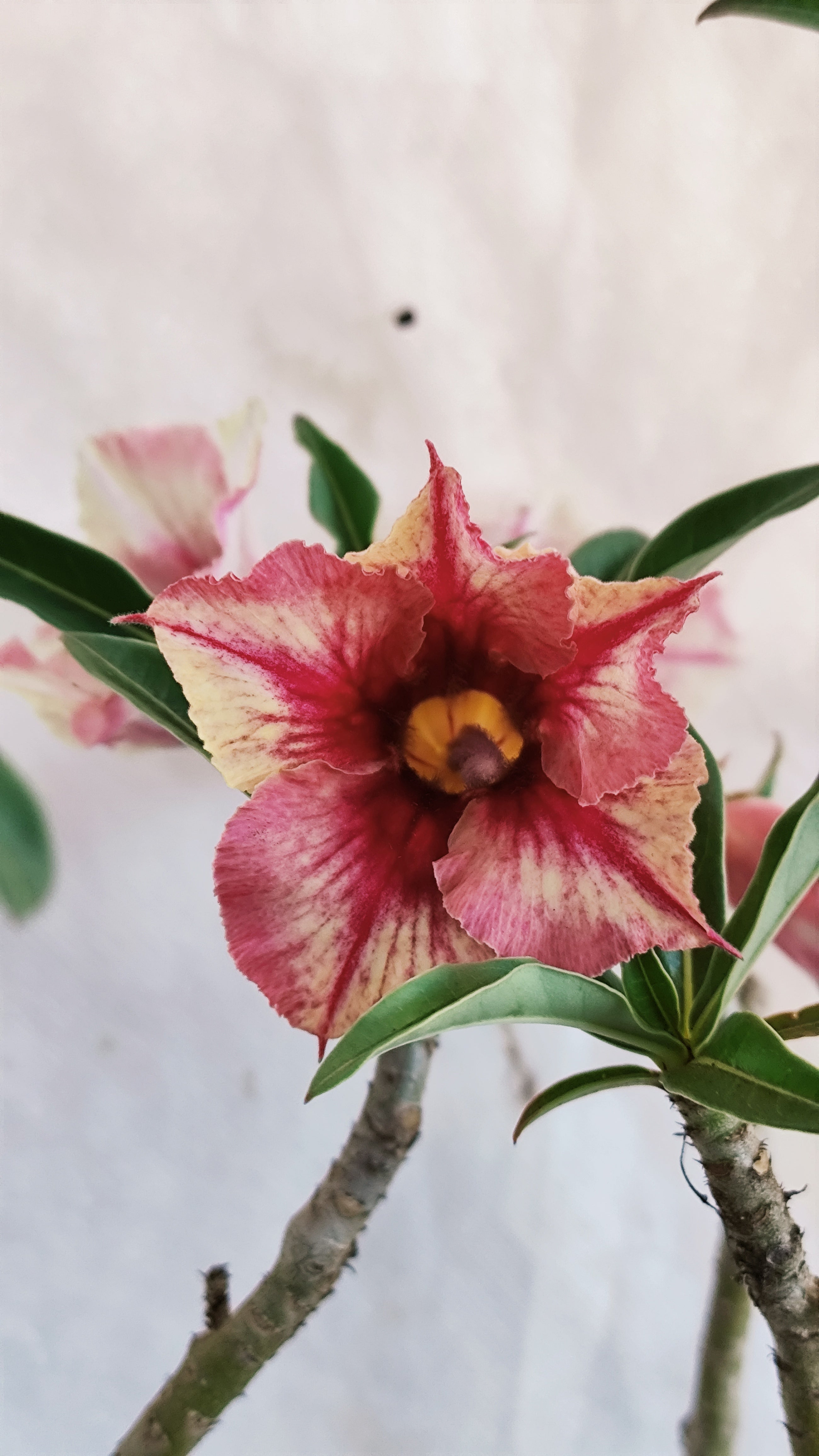 MATRIZ Planta Simples 230 – 45cm – 04 anos