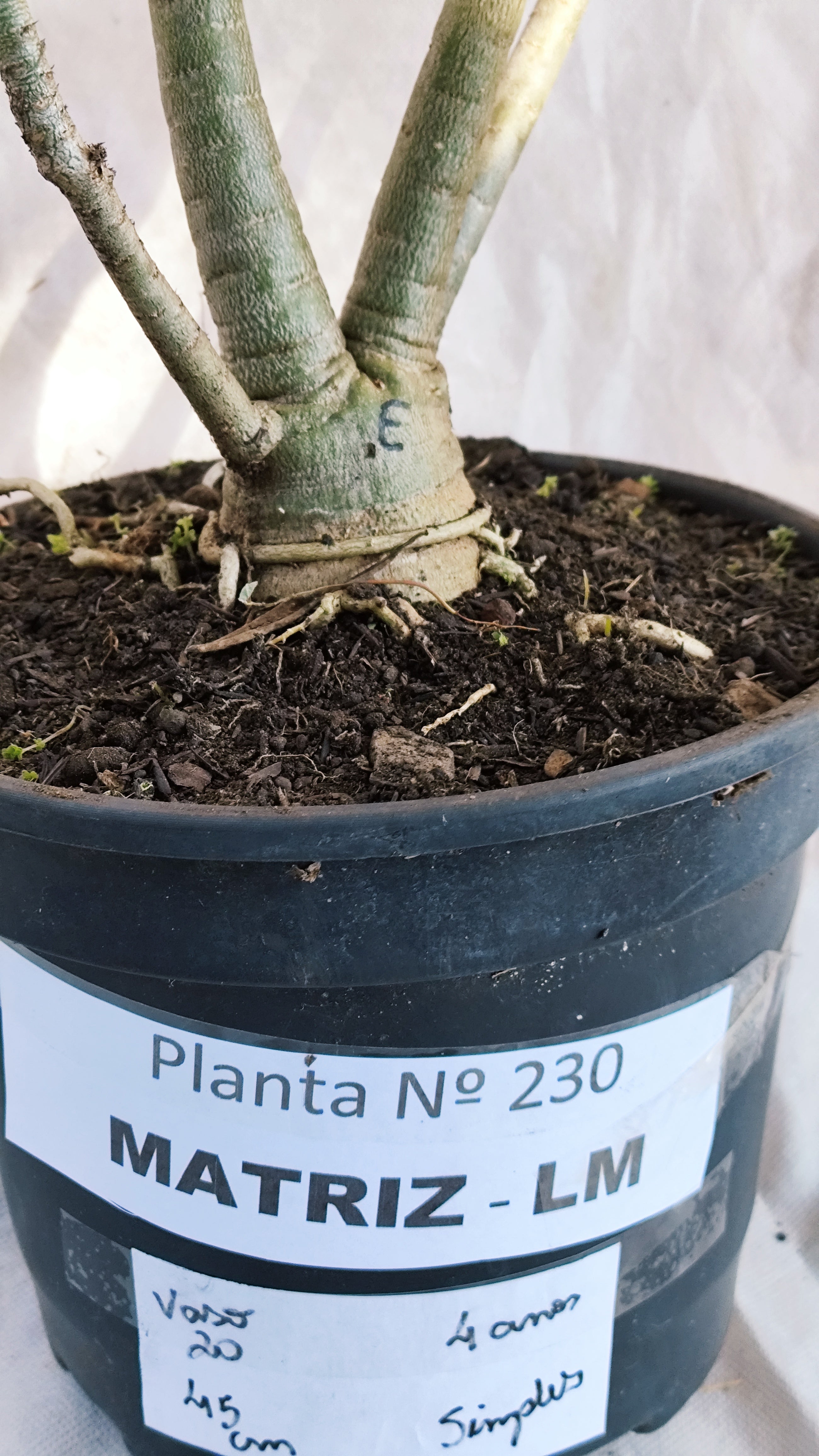 MATRIZ Planta Simples 230 – 45cm – 04 anos