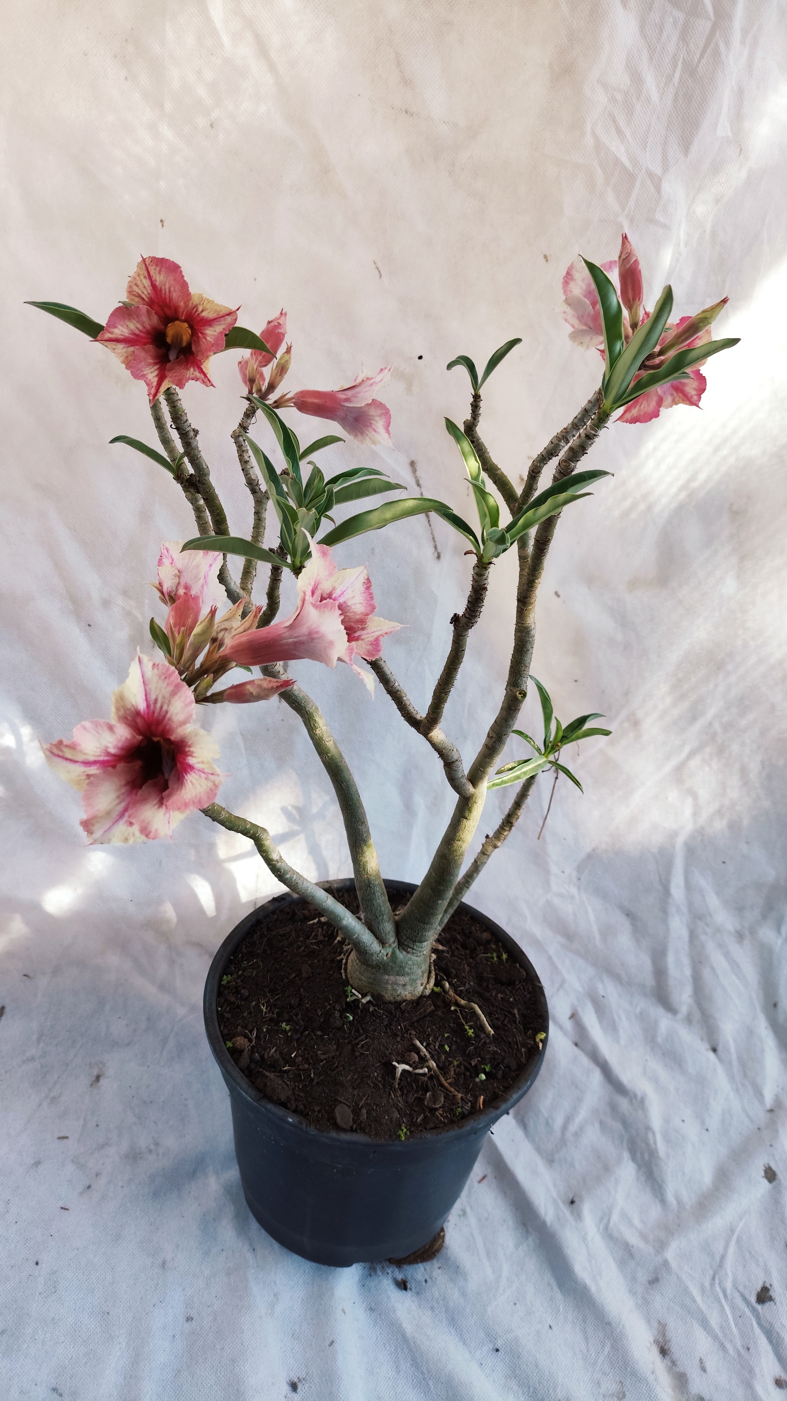 MATRIZ Planta Simples 230 – 45cm – 04 anos