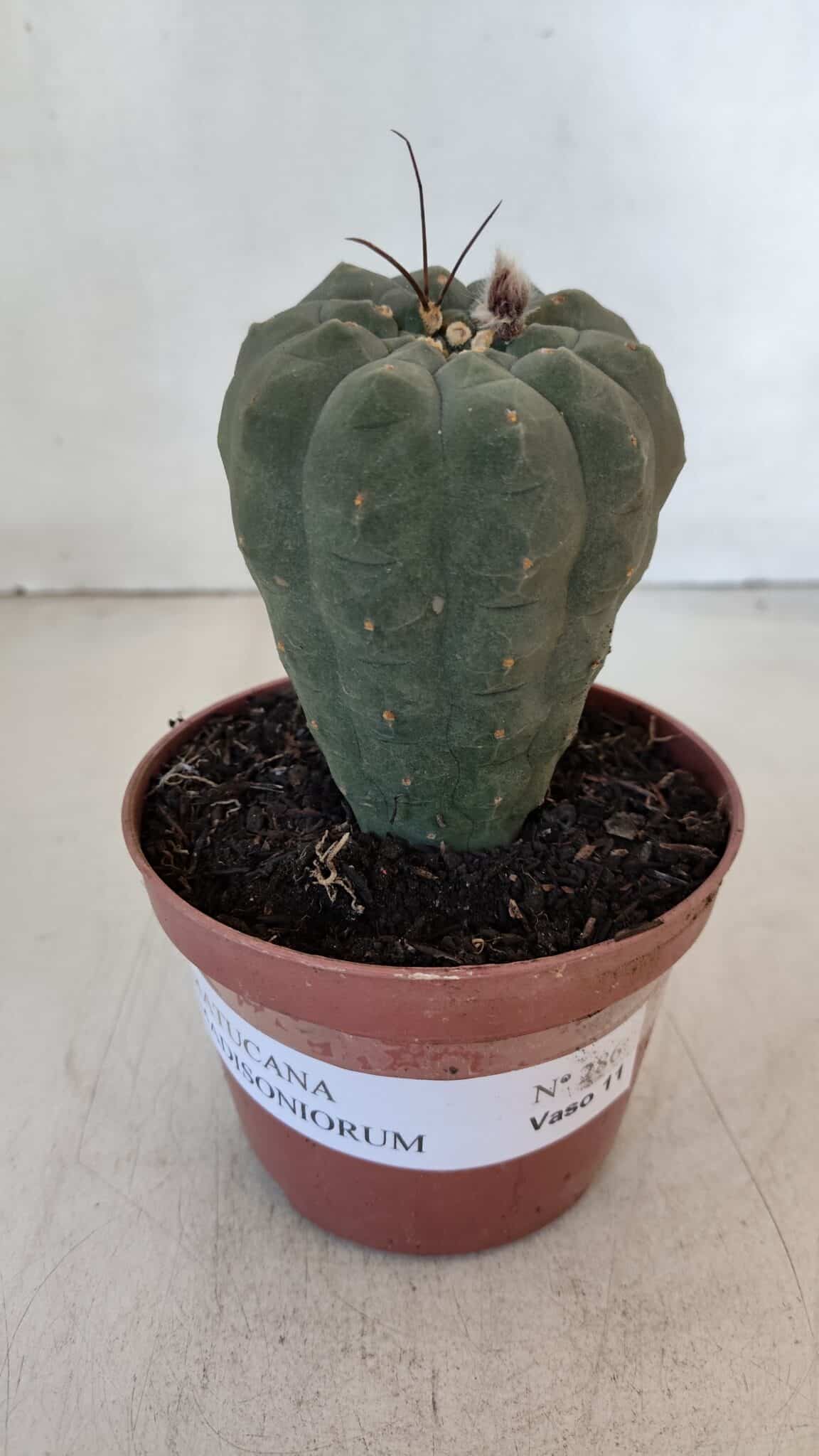 MATUCANA MADISONIORUM Nº 286 – vaso 11