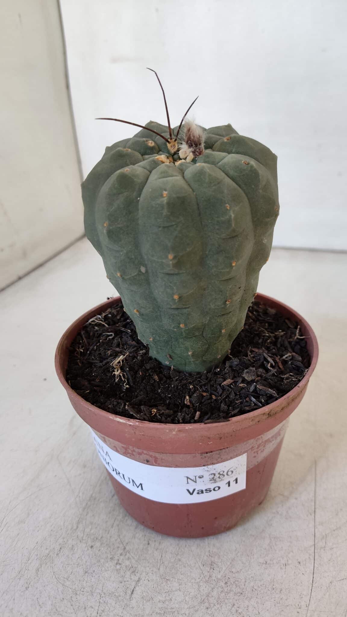 MATUCANA MADISONIORUM Nº 286 – vaso 11
