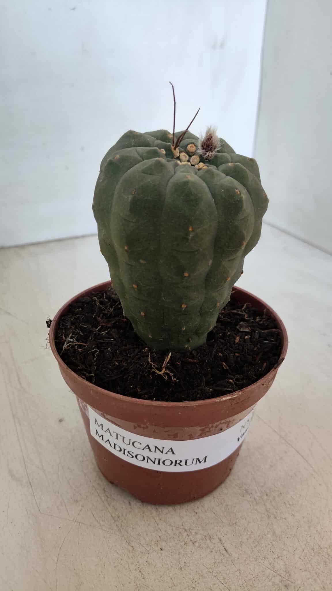 MATUCANA MADISONIORUM Nº 286 – vaso 11