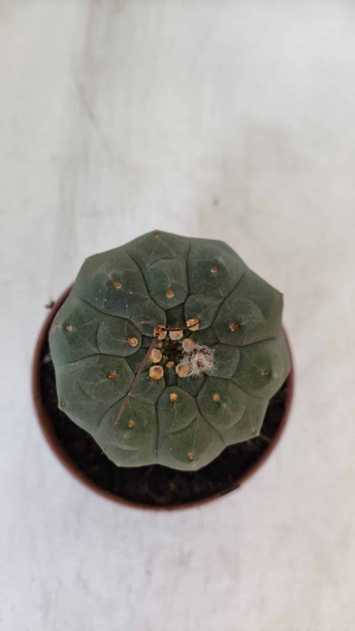 MATUCANA MADISONIORUM Nº 286 – vaso 11