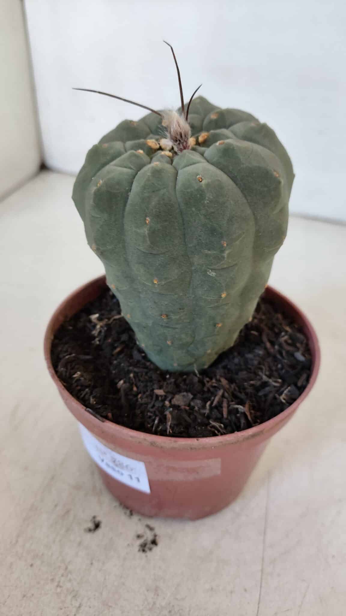MATUCANA MADISONIORUM Nº 286 – vaso 11