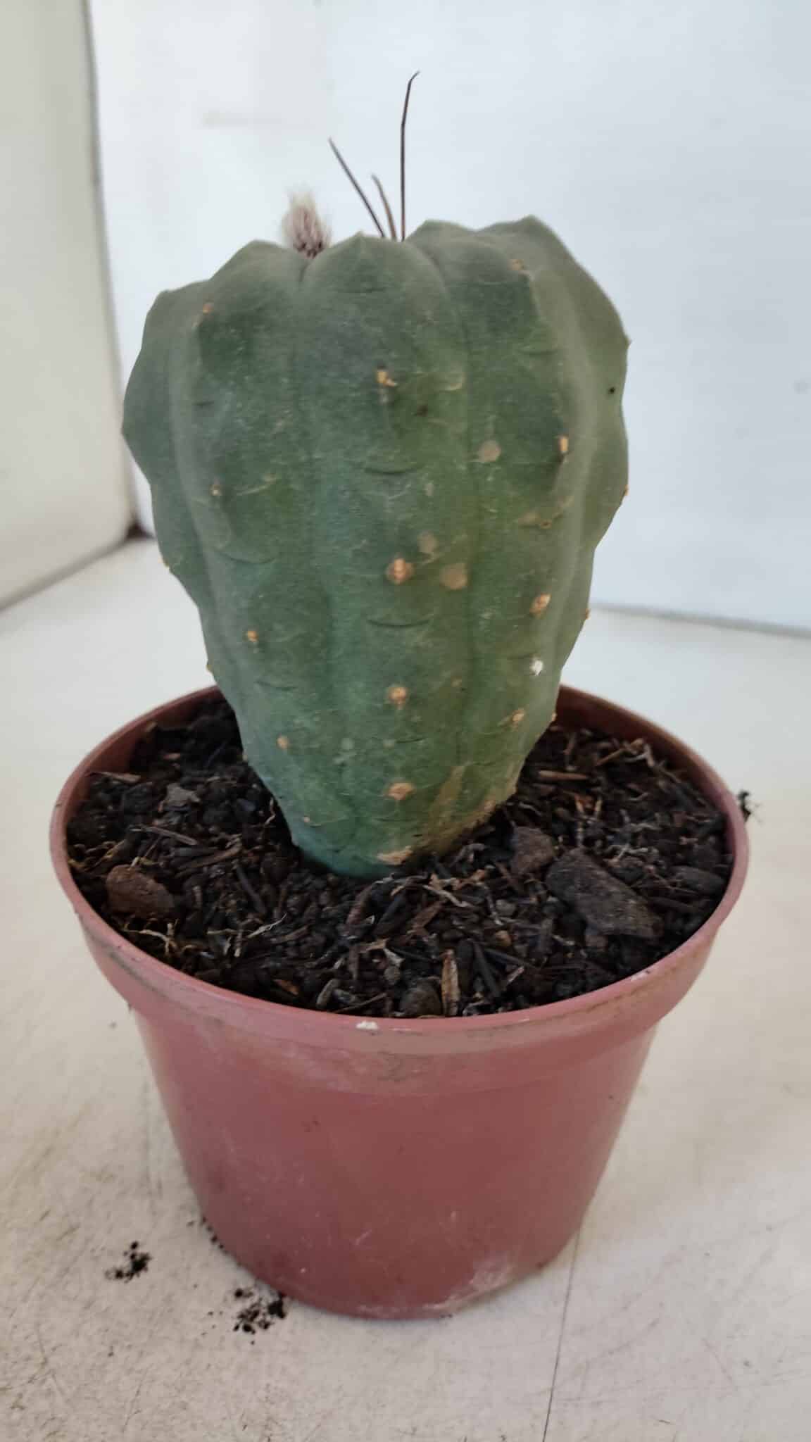 MATUCANA MADISONIORUM Nº 286 – vaso 11