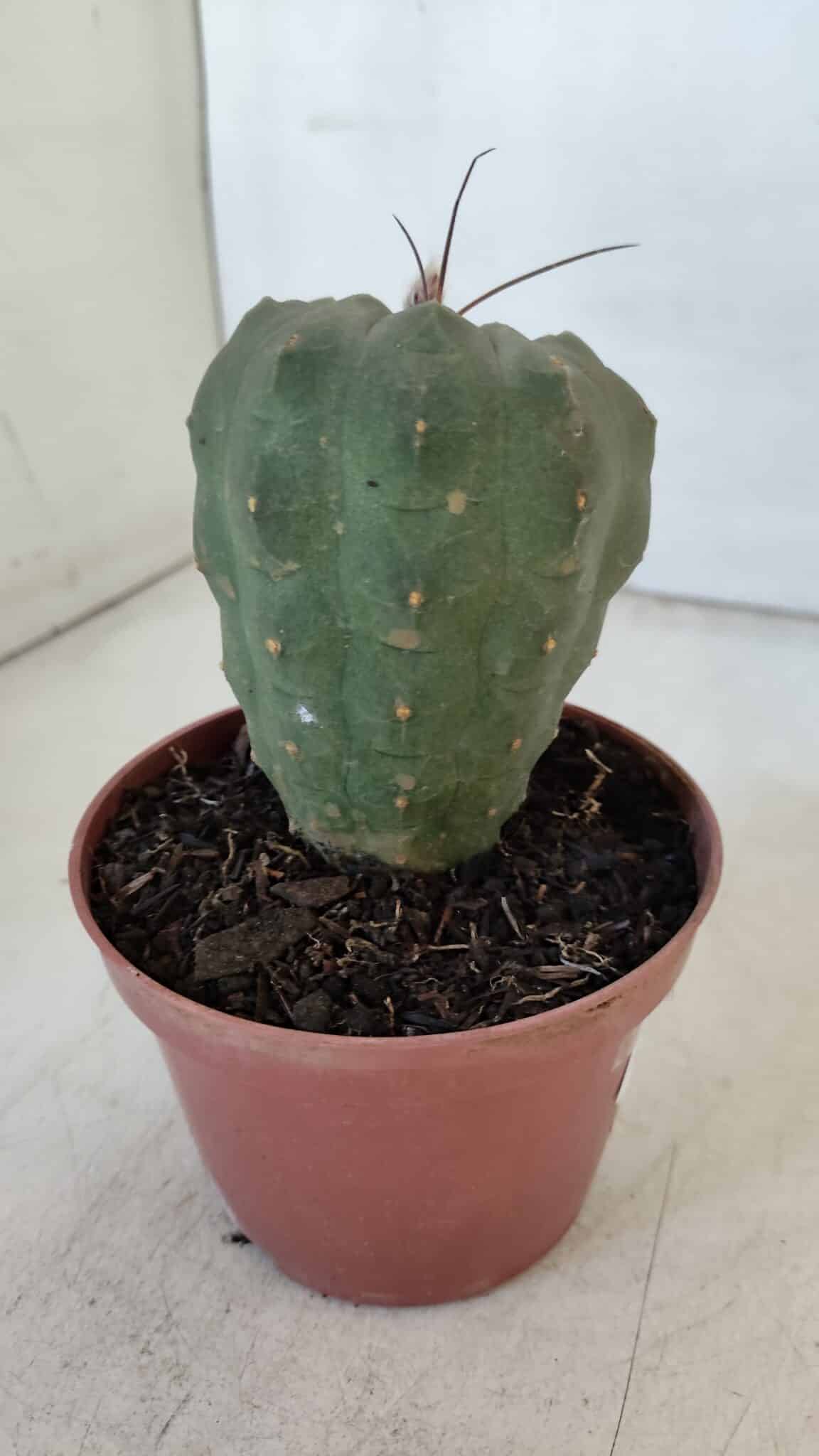 MATUCANA MADISONIORUM Nº 286 – vaso 11