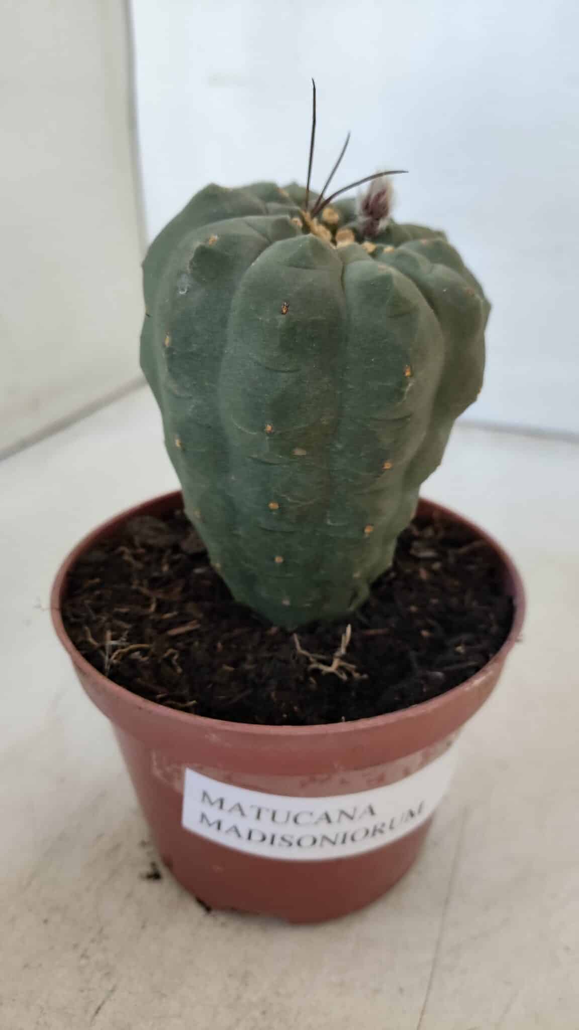 MATUCANA MADISONIORUM Nº 286 – vaso 11