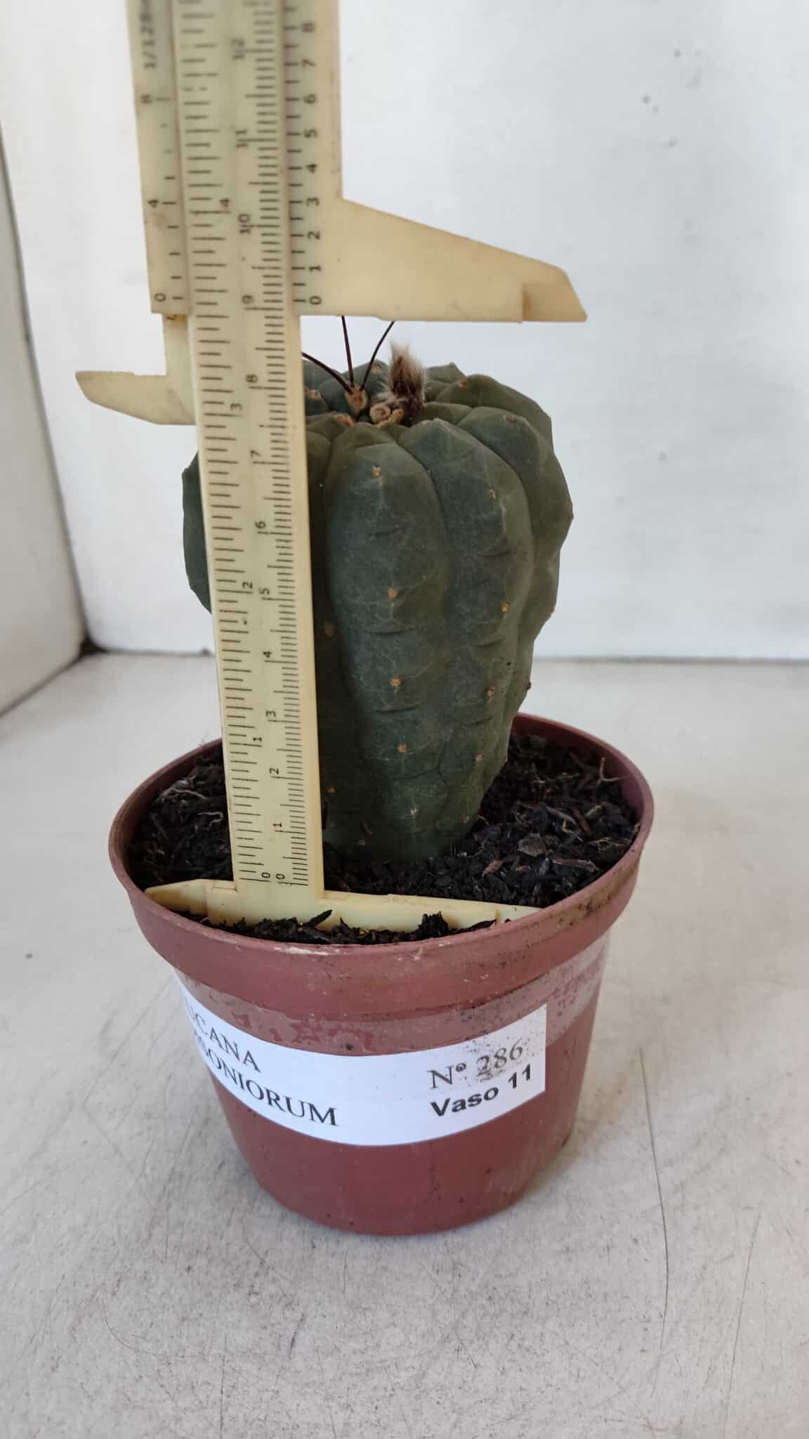 MATUCANA MADISONIORUM Nº 286 – vaso 11