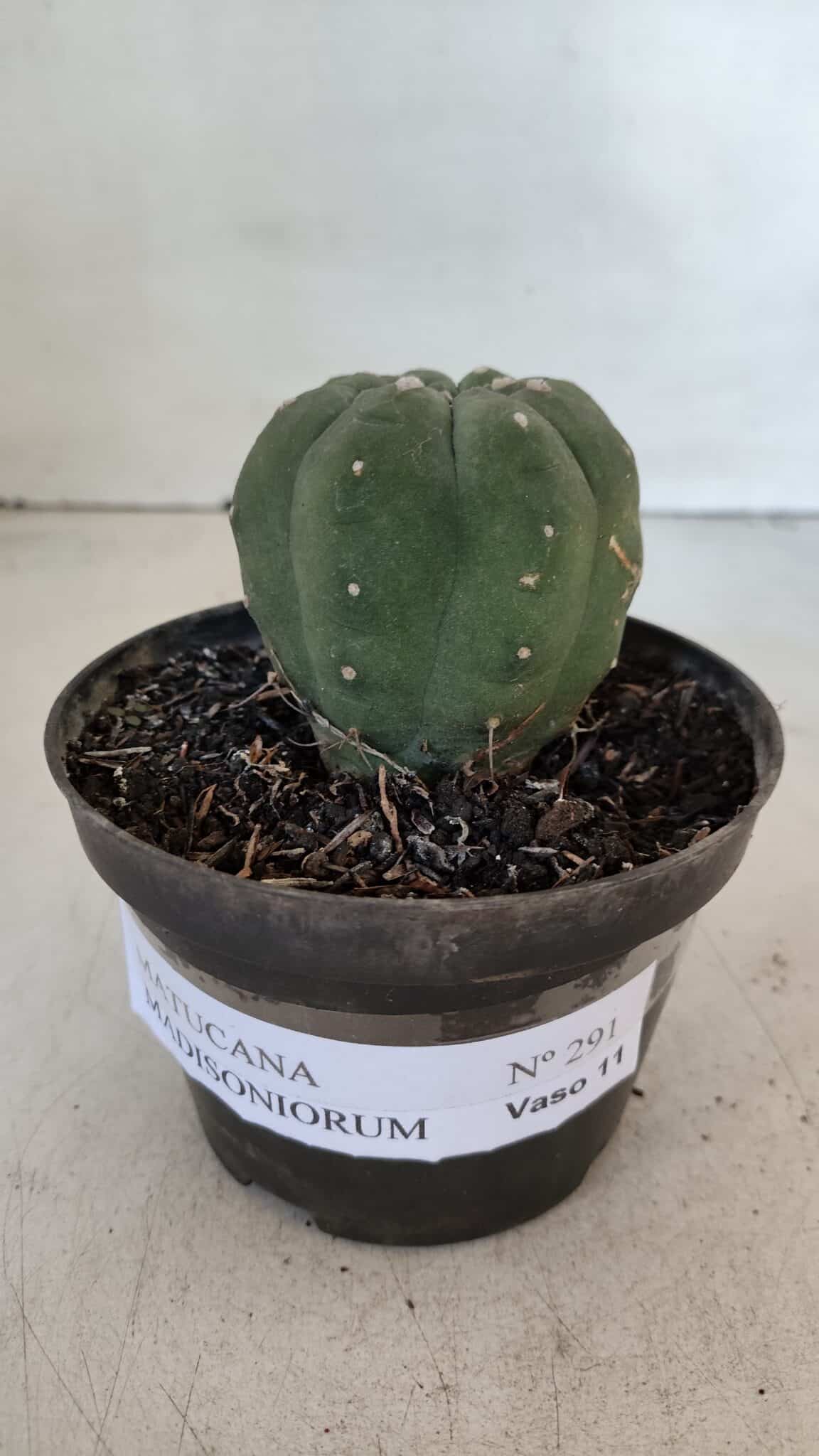 MATUCANA MADISONIORUM Nº 285 – vaso 11