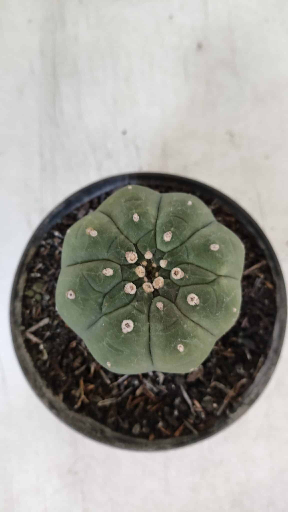 MATUCANA MADISONIORUM Nº 285 – vaso 11