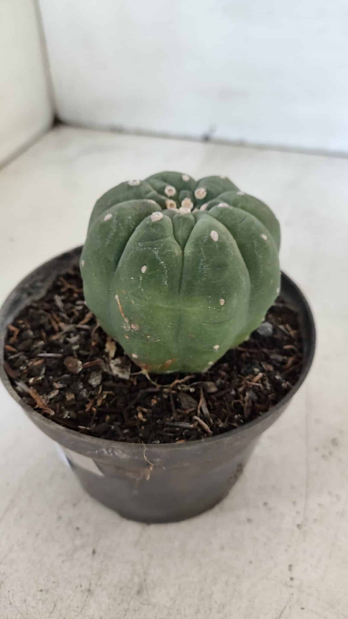 MATUCANA MADISONIORUM Nº 285 – vaso 11