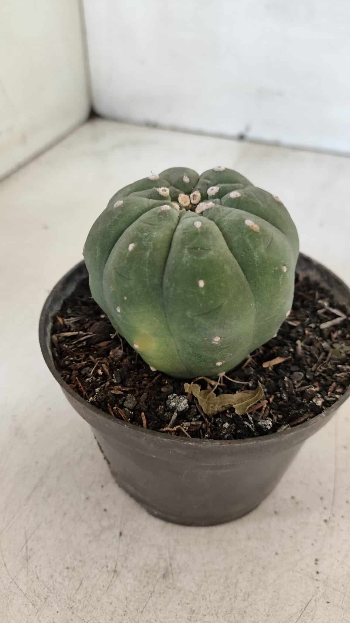 MATUCANA MADISONIORUM Nº 285 – vaso 11