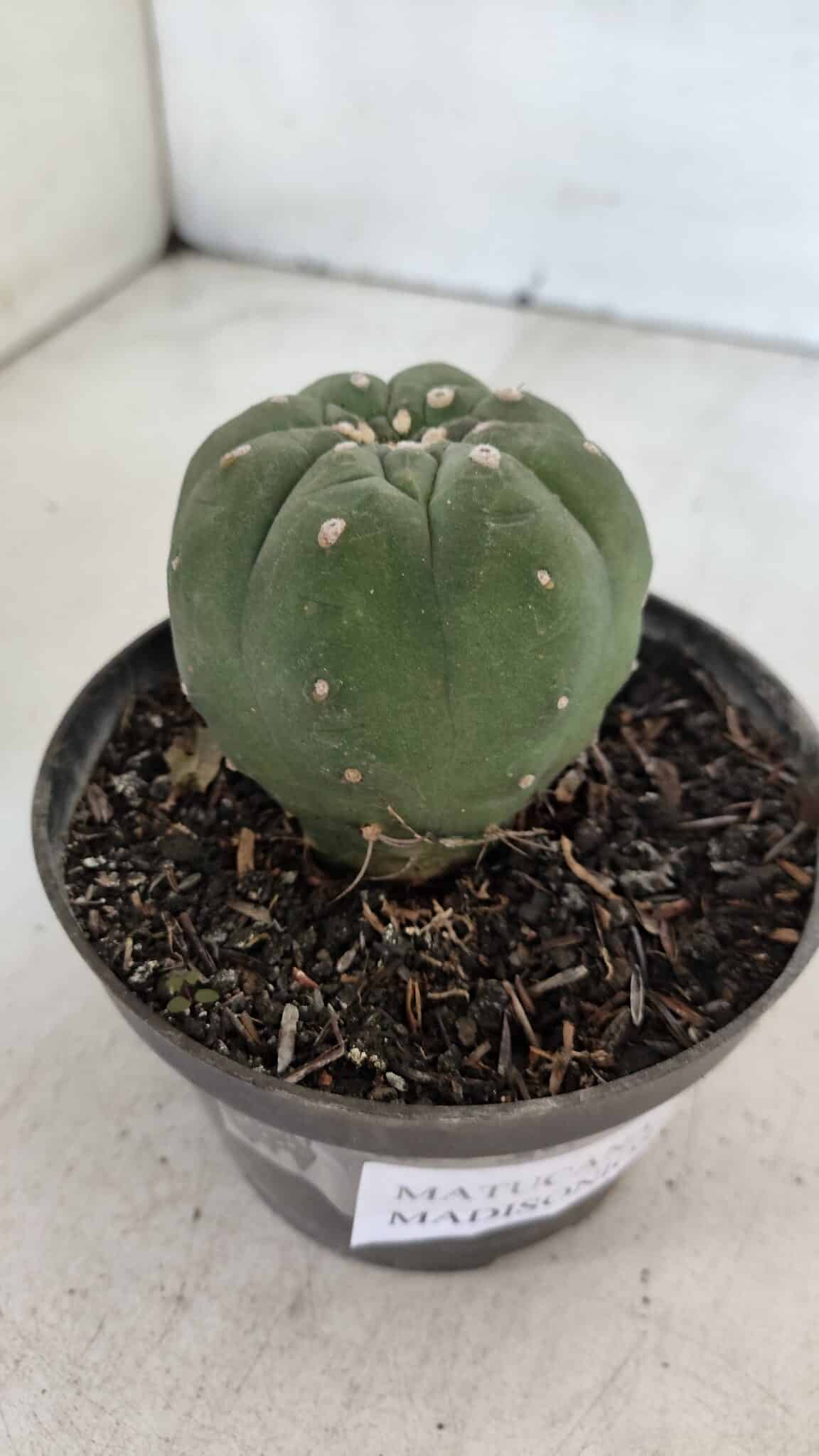 MATUCANA MADISONIORUM Nº 285 – vaso 11