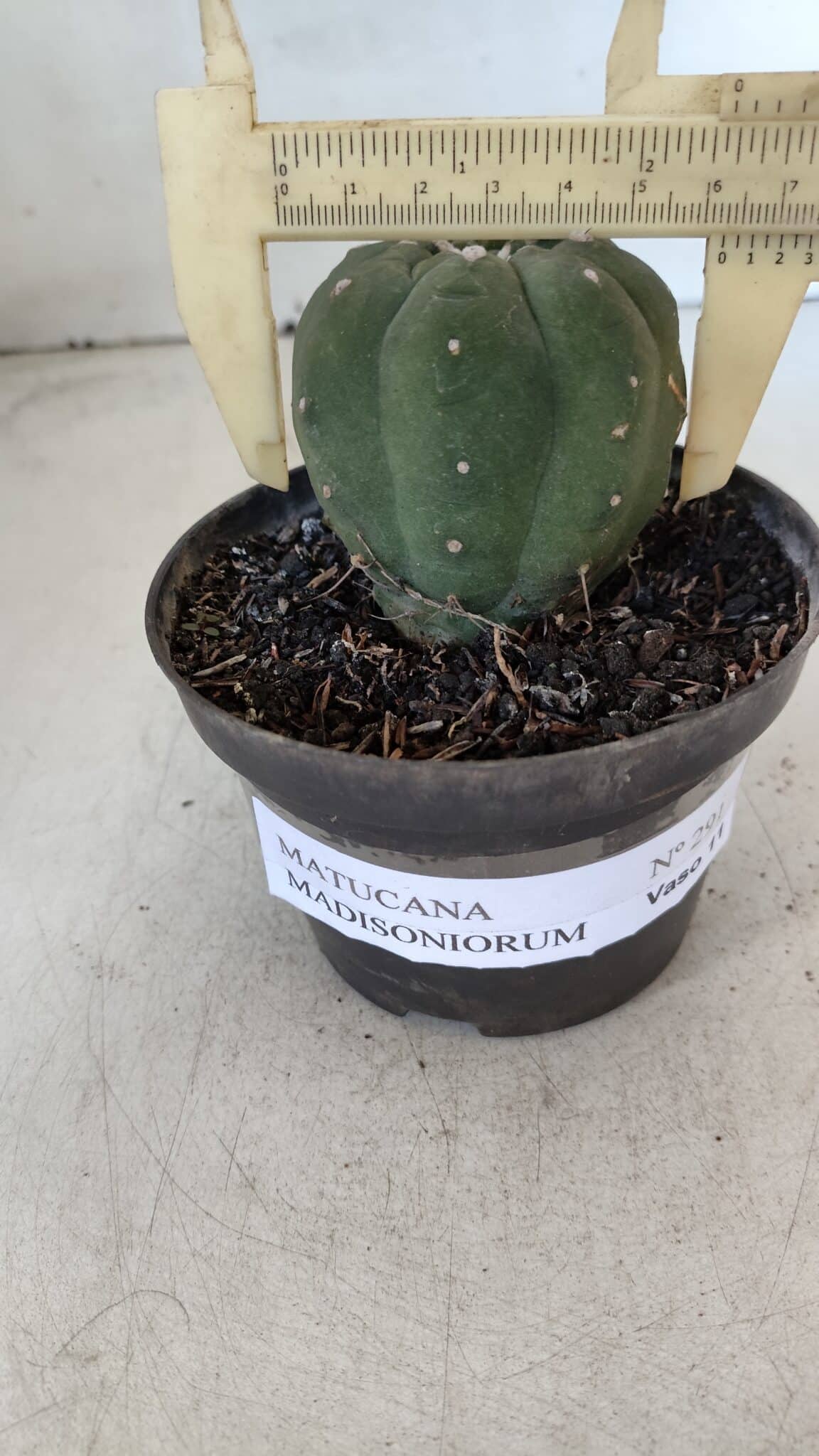 MATUCANA MADISONIORUM Nº 285 – vaso 11