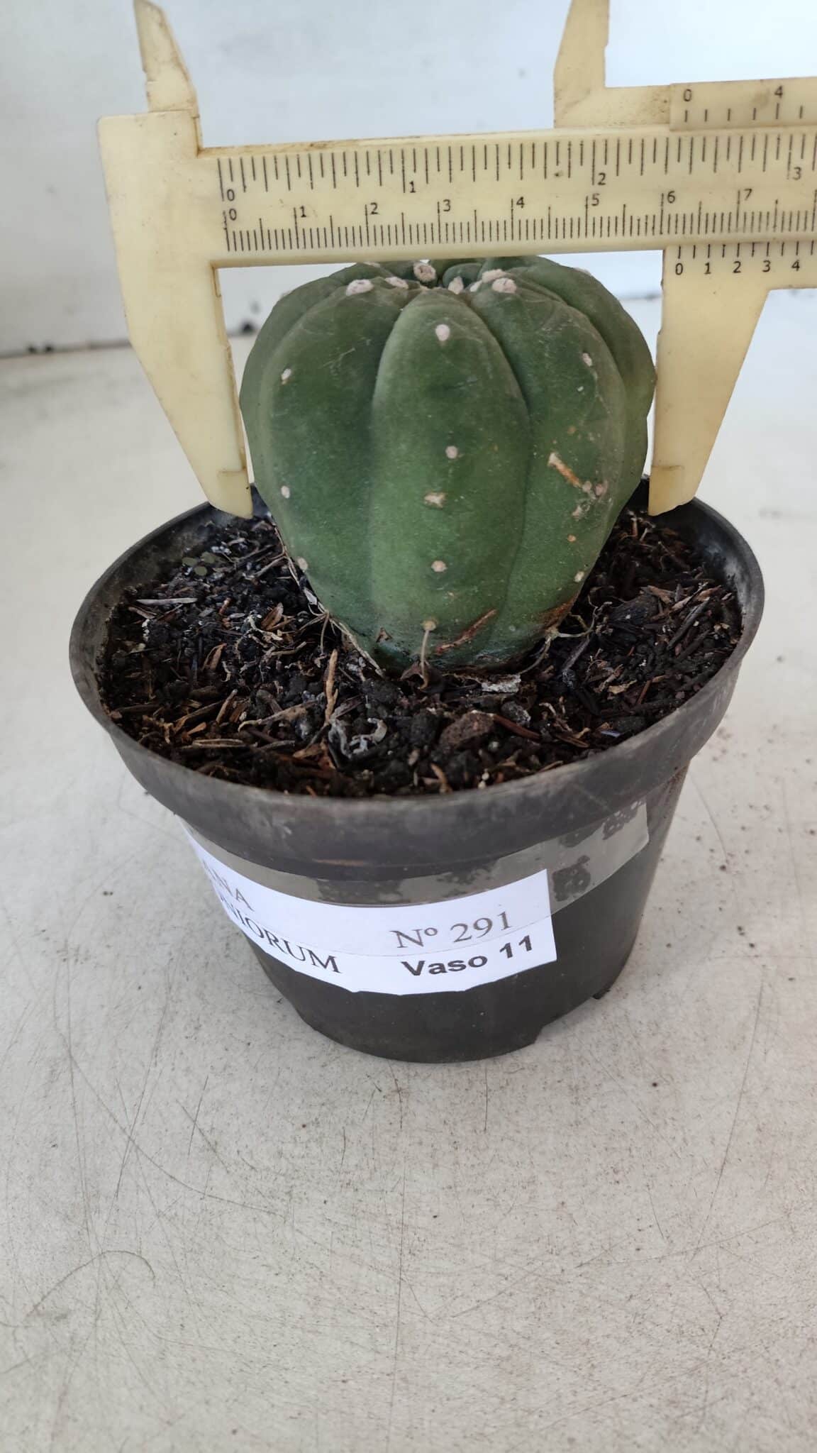 MATUCANA MADISONIORUM Nº 285 – vaso 11