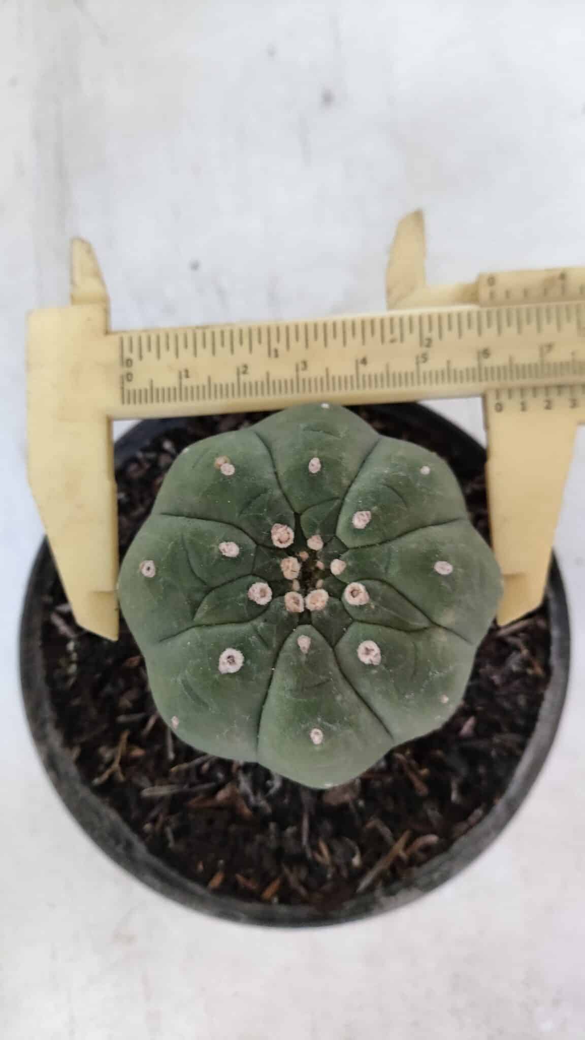 MATUCANA MADISONIORUM Nº 285 – vaso 11