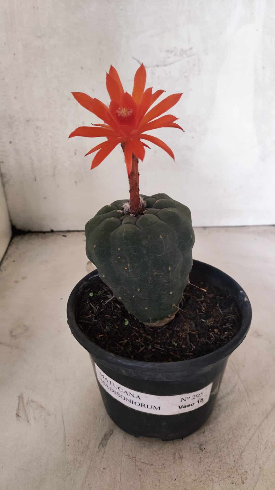 MATRIZ MATUCANA MADISONIORUM Nº 295 – vaso 15 - foto 2