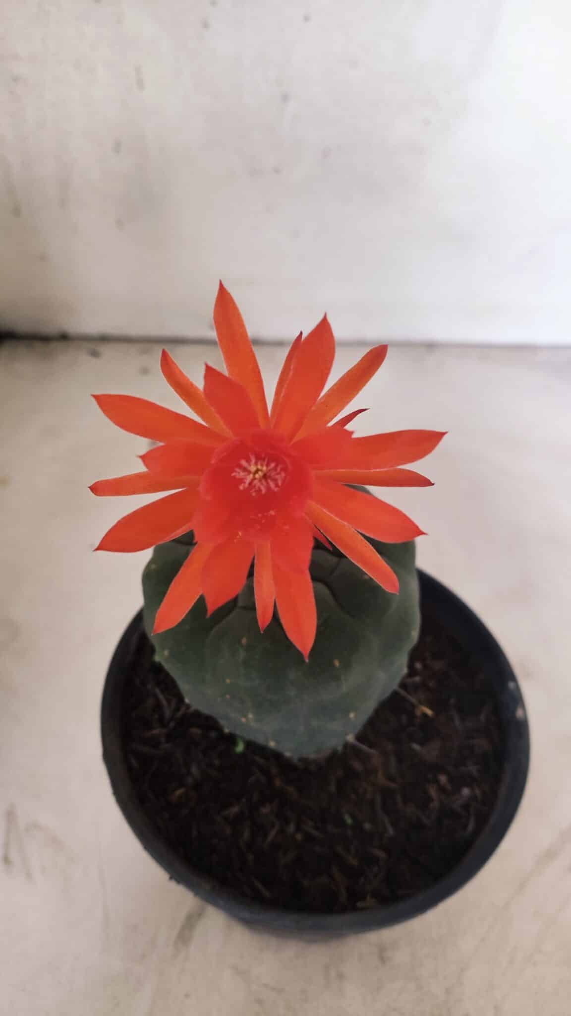 MATRIZ MATUCANA MADISONIORUM Nº 295 – vaso 15 - foto 3