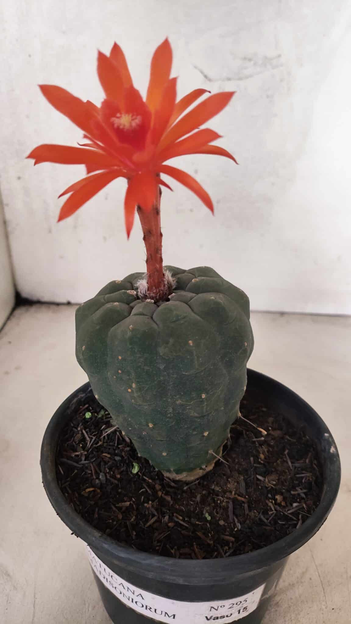 MATRIZ MATUCANA MADISONIORUM Nº 295 – vaso 15 - foto 5