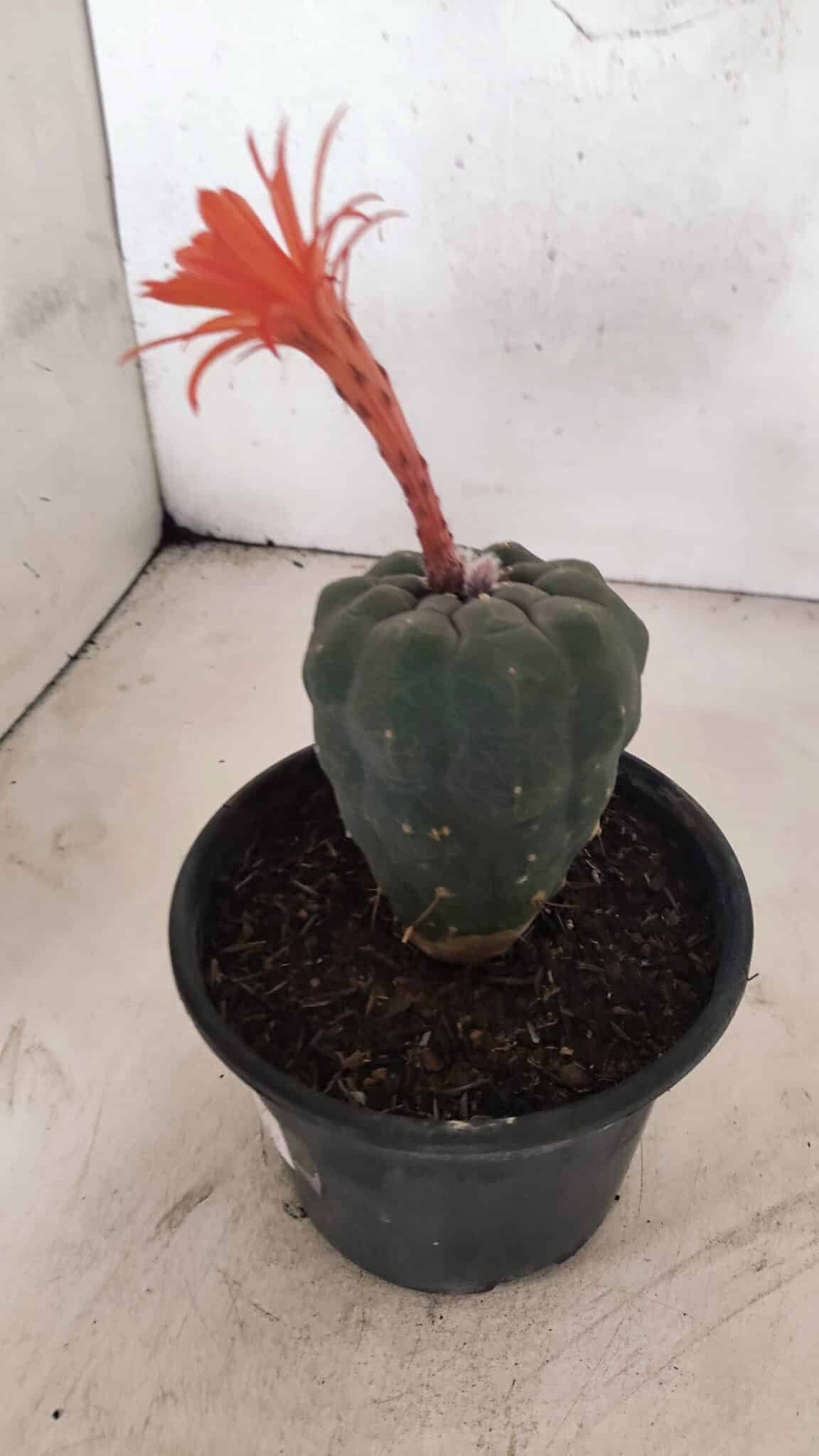 MATRIZ MATUCANA MADISONIORUM Nº 295 – vaso 15 - foto 9
