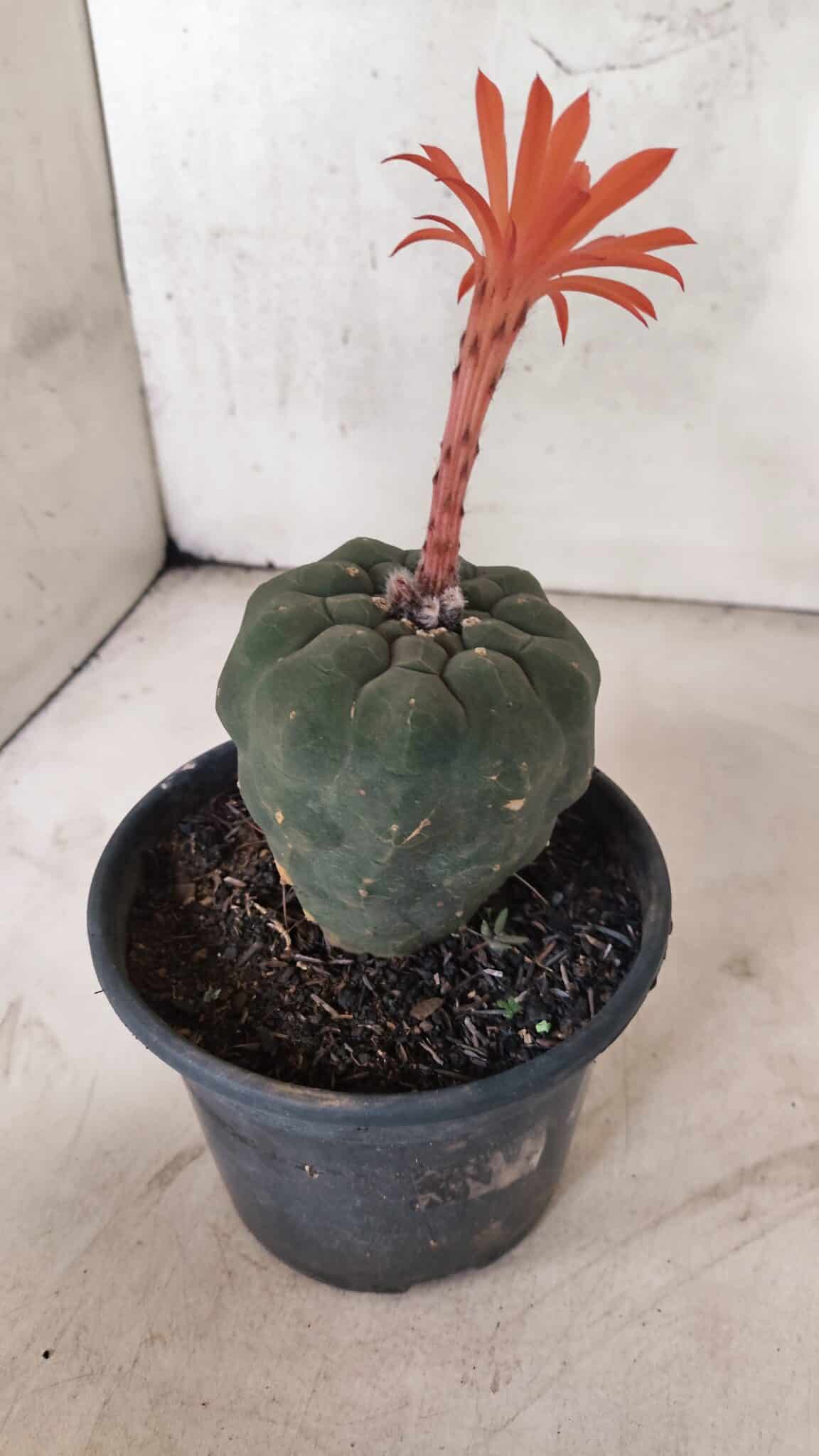 MATRIZ MATUCANA MADISONIORUM Nº 295 – vaso 15 - foto 8