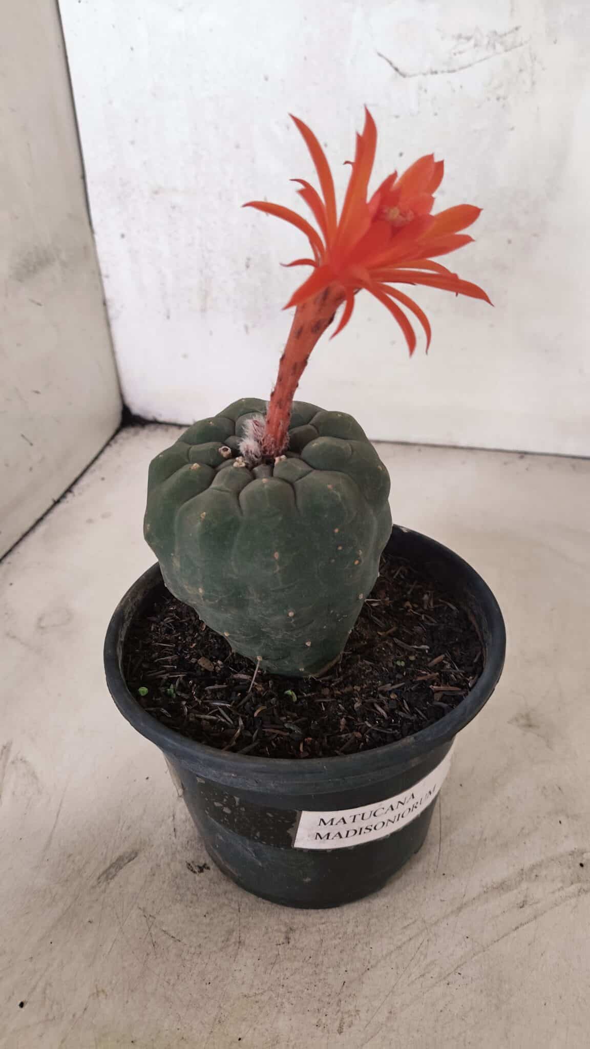 MATRIZ MATUCANA MADISONIORUM Nº 295 – vaso 15 - foto 7