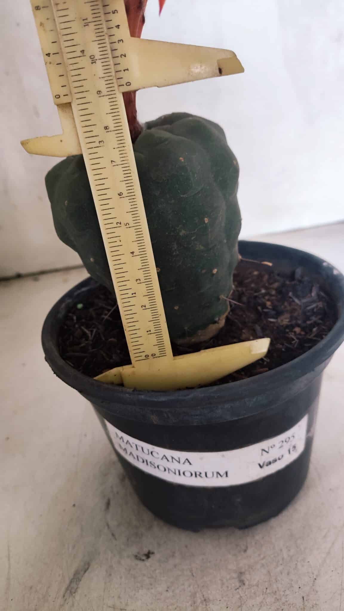 MATRIZ MATUCANA MADISONIORUM Nº 295 – vaso 15 - foto 6