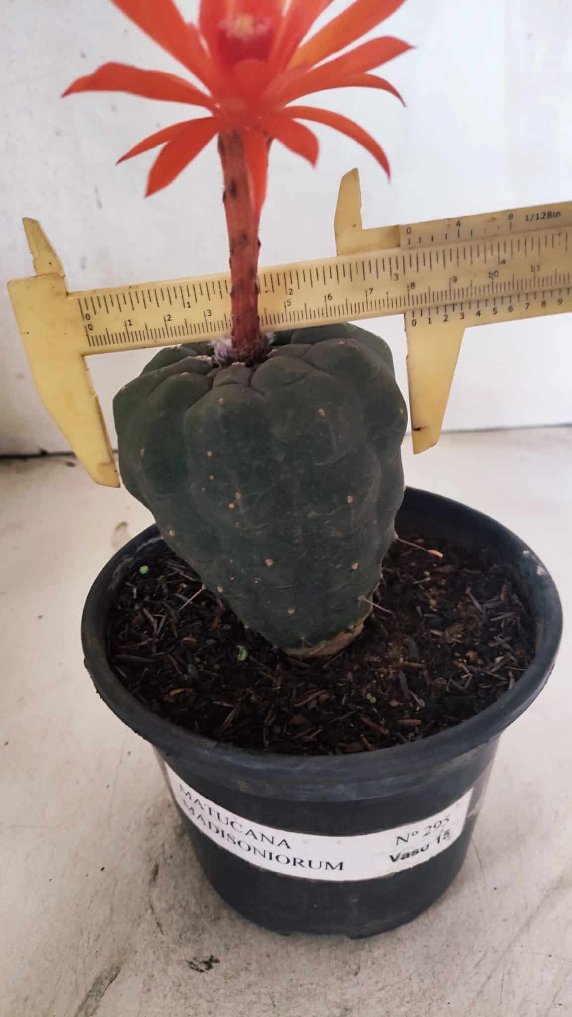 MATRIZ MATUCANA MADISONIORUM Nº 295 – vaso 15 - foto 4