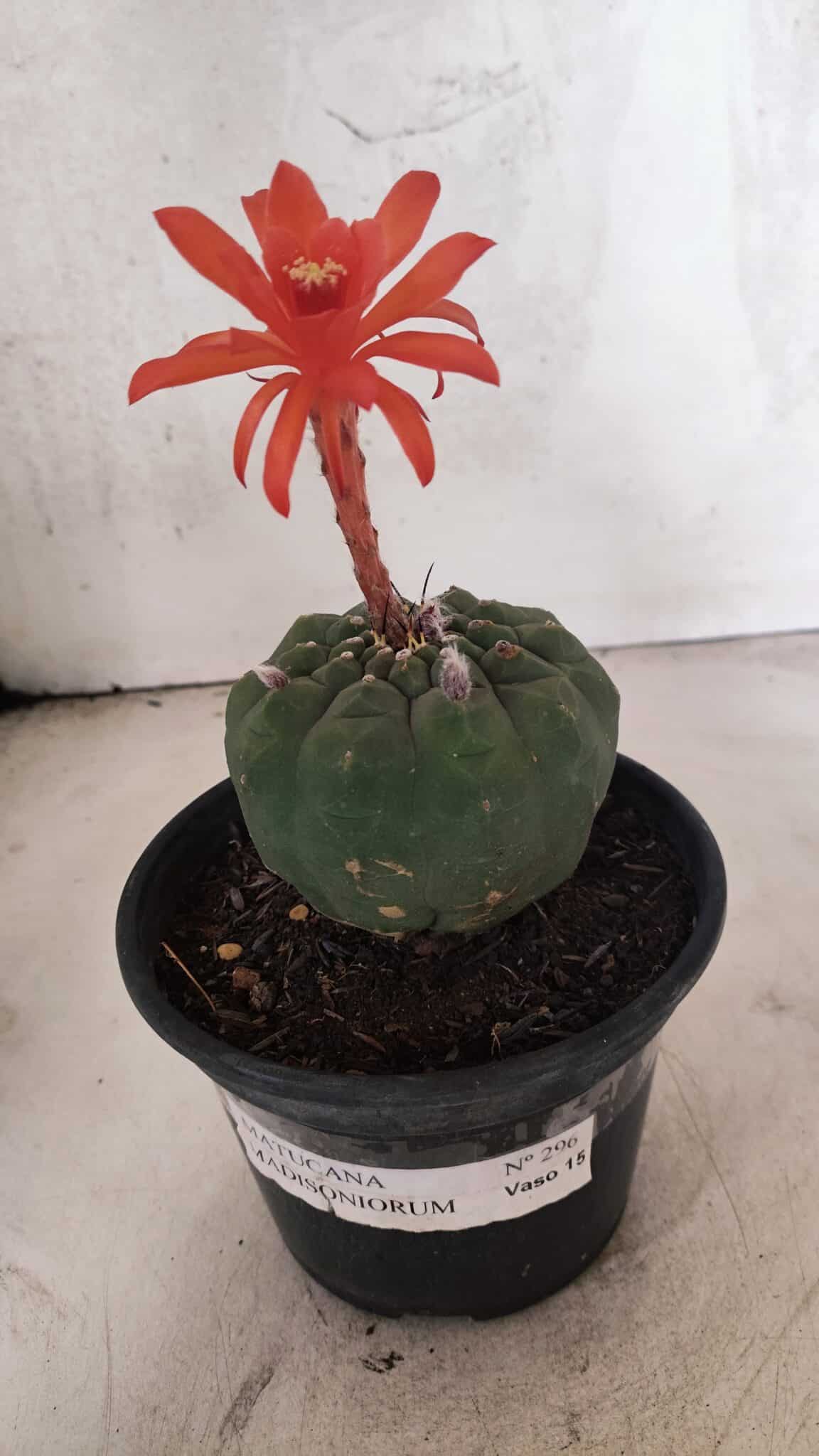 MATRIZ MATUCANA MADISONIORUM Nº 296 – vaso 15 - foto 2