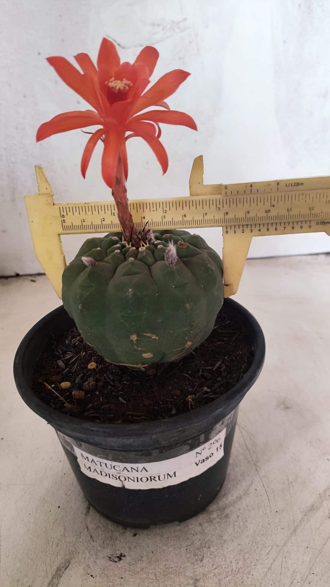 MATRIZ MATUCANA MADISONIORUM Nº 296 – vaso 15 - foto 4