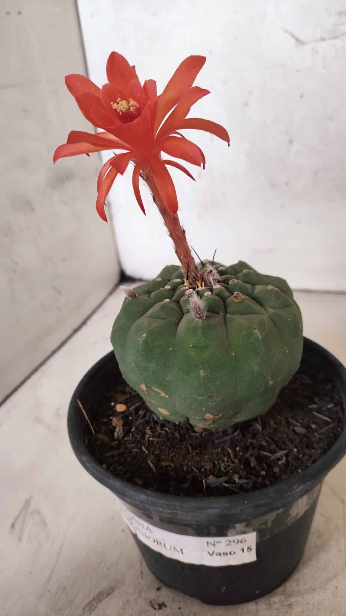 MATRIZ MATUCANA MADISONIORUM Nº 296 – vaso 15 - foto 11