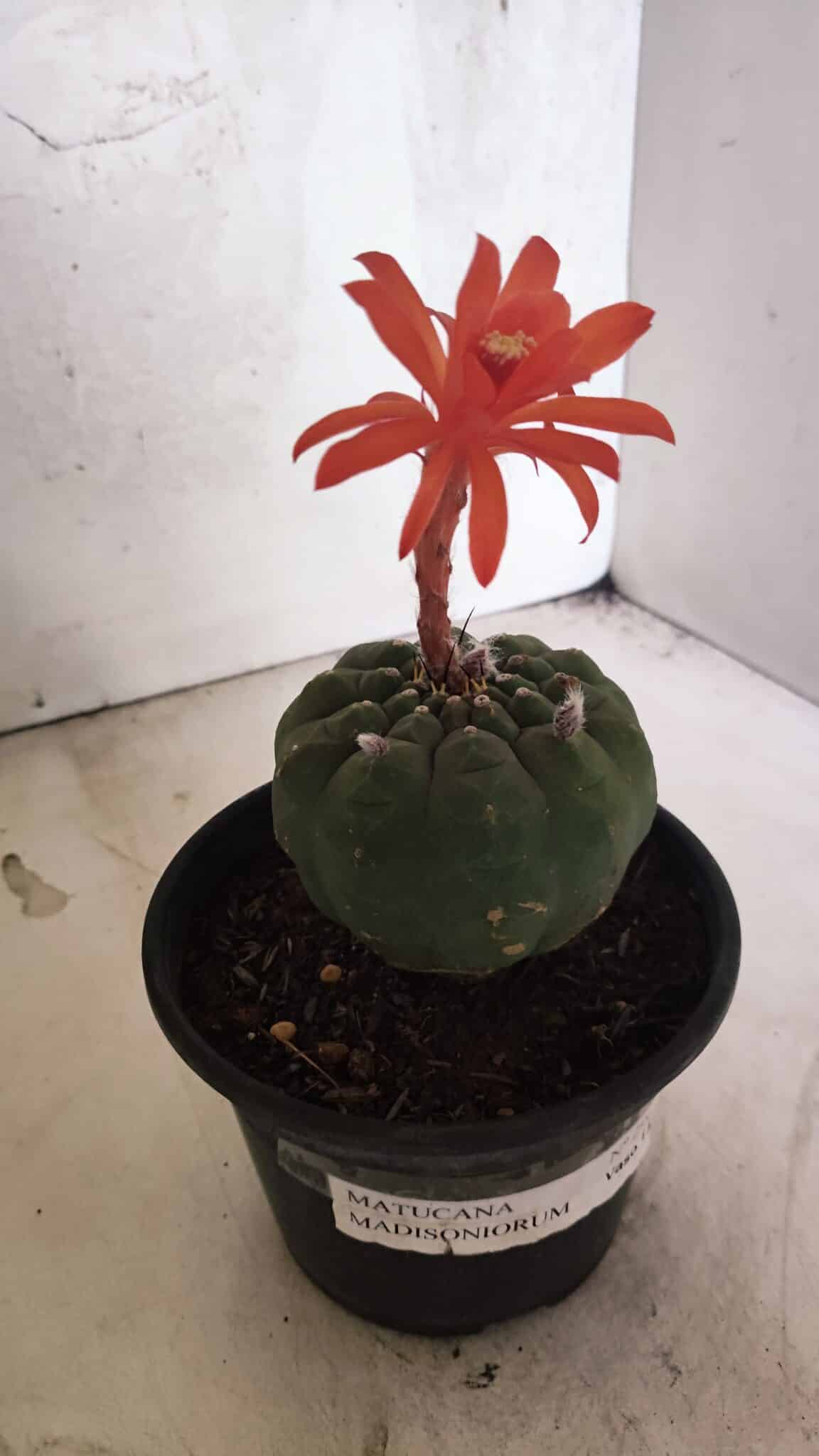 MATRIZ MATUCANA MADISONIORUM Nº 296 – vaso 15 - foto 8